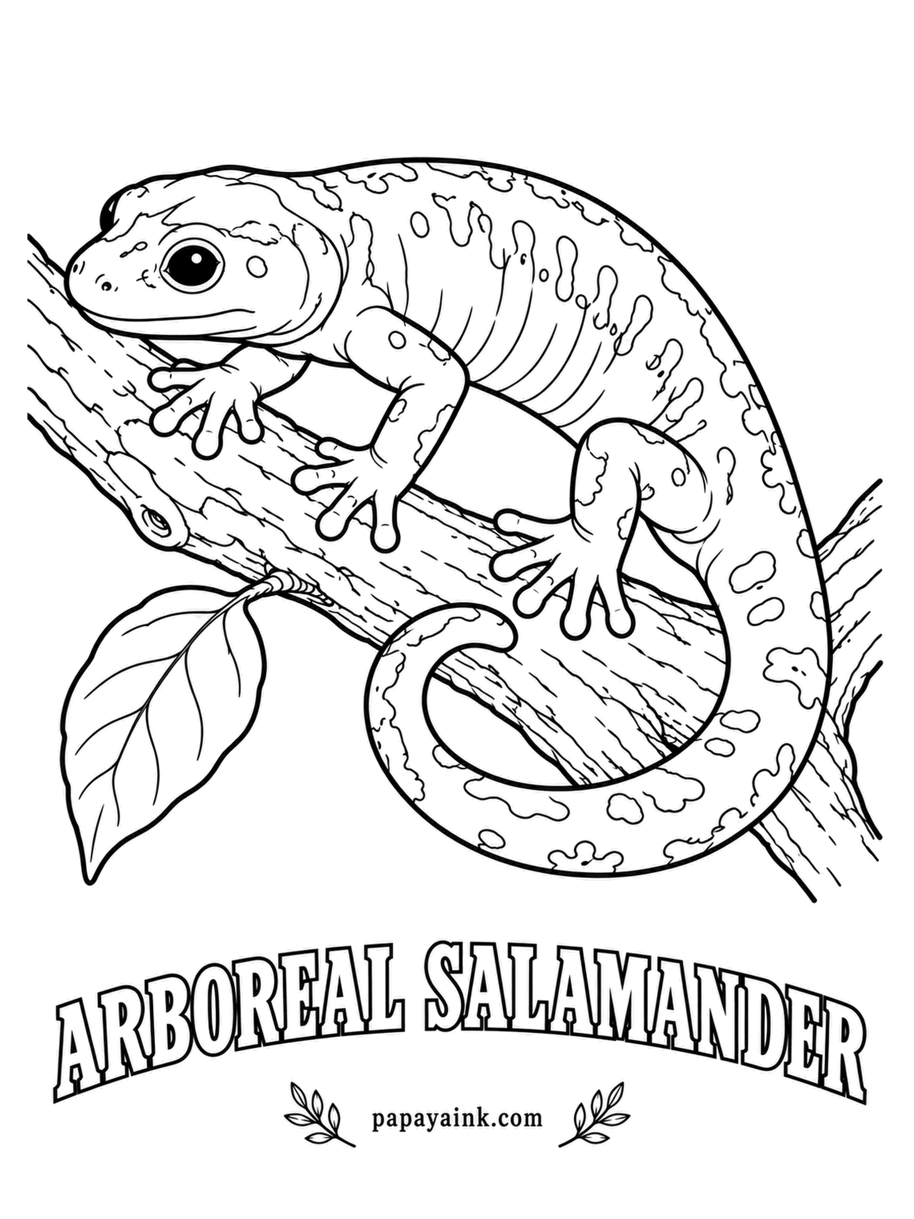 Amphibian Coloring Pages - Oak trees are its apartment block: the arboreal salamander climbs them, squeaks when handled and has jaws strong enough to leave a mark. On hot California days it hides in tree holes and under bark. Rich chocolate brown with scattered yellow spots, cream beneath.