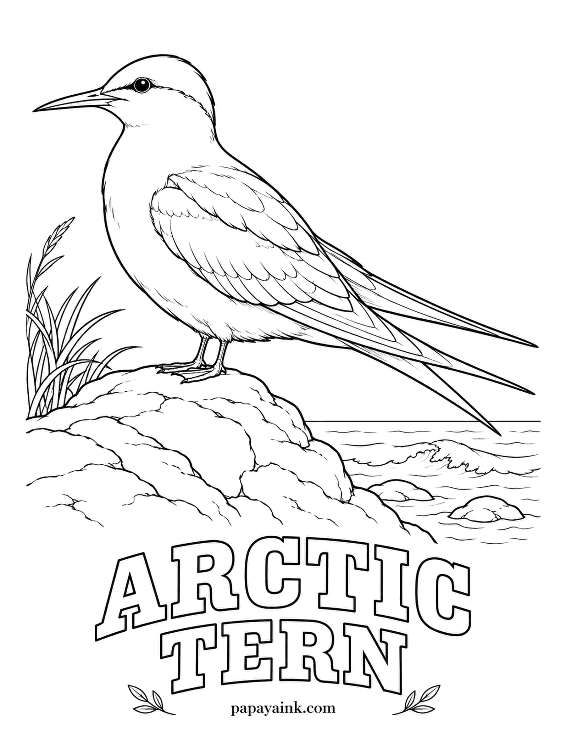 Printable Bird Coloring Pages - No animal migrates farther: each year this tern flies from the Arctic to the Antarctic and back, chasing summer at both ends. The Arctic Tern is pale gray with a black cap, a blood-red bill and short red legs. White for the tail streamers.