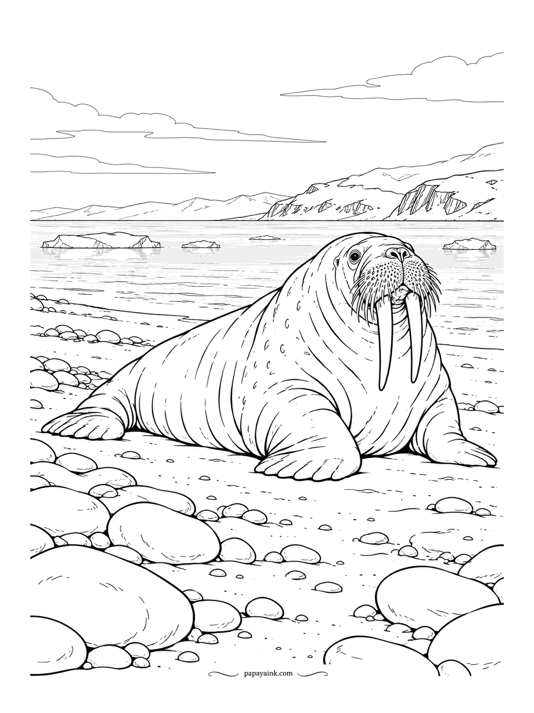 Beach Coloring Pages - Walrus hauled out on a cobble beach, tusks down, with ice floes drifting offshore and a bare headland beyond. Walrus skin is pinkish brown and wrinkled everywhere; the tusks are ivory, never white. An easy animal, a slow-looking one, and worth taking slowly.