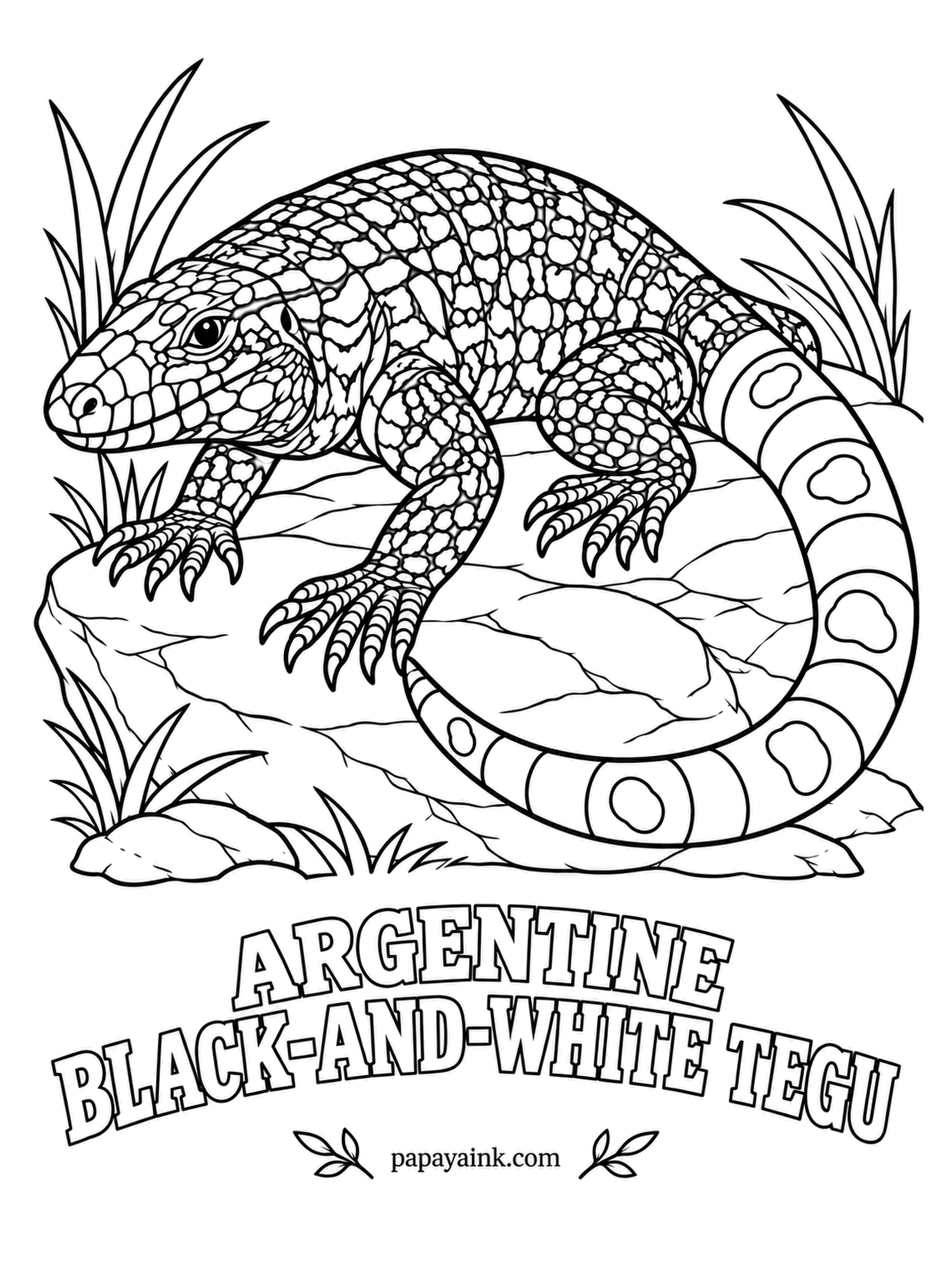 Reptile Coloring Pages - Reptiles are supposed to be cold-blooded, but nobody told the tegu: in breeding season it warms itself above the temperature of the air. A big South American lizard ringed with dark and pale bands, so a single black pencil carries the whole sheet. Detailed.