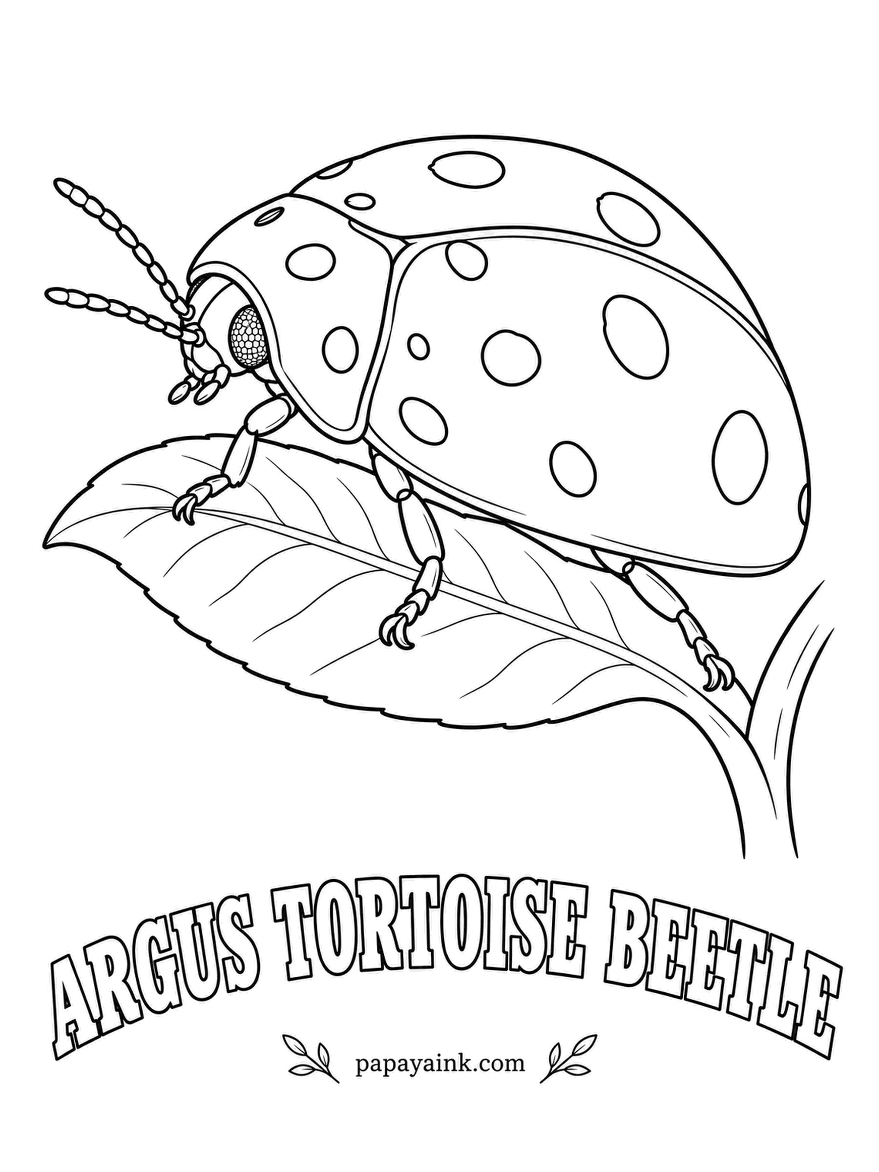 Beetle Coloring Pages - Easy to mistake for an oversized ladybug, the argus tortoise beetle grazes on morning glory and sweet potato leaves across much of the United States. Brick red or orange shell, with black spots on the back and on the shield behind the head.