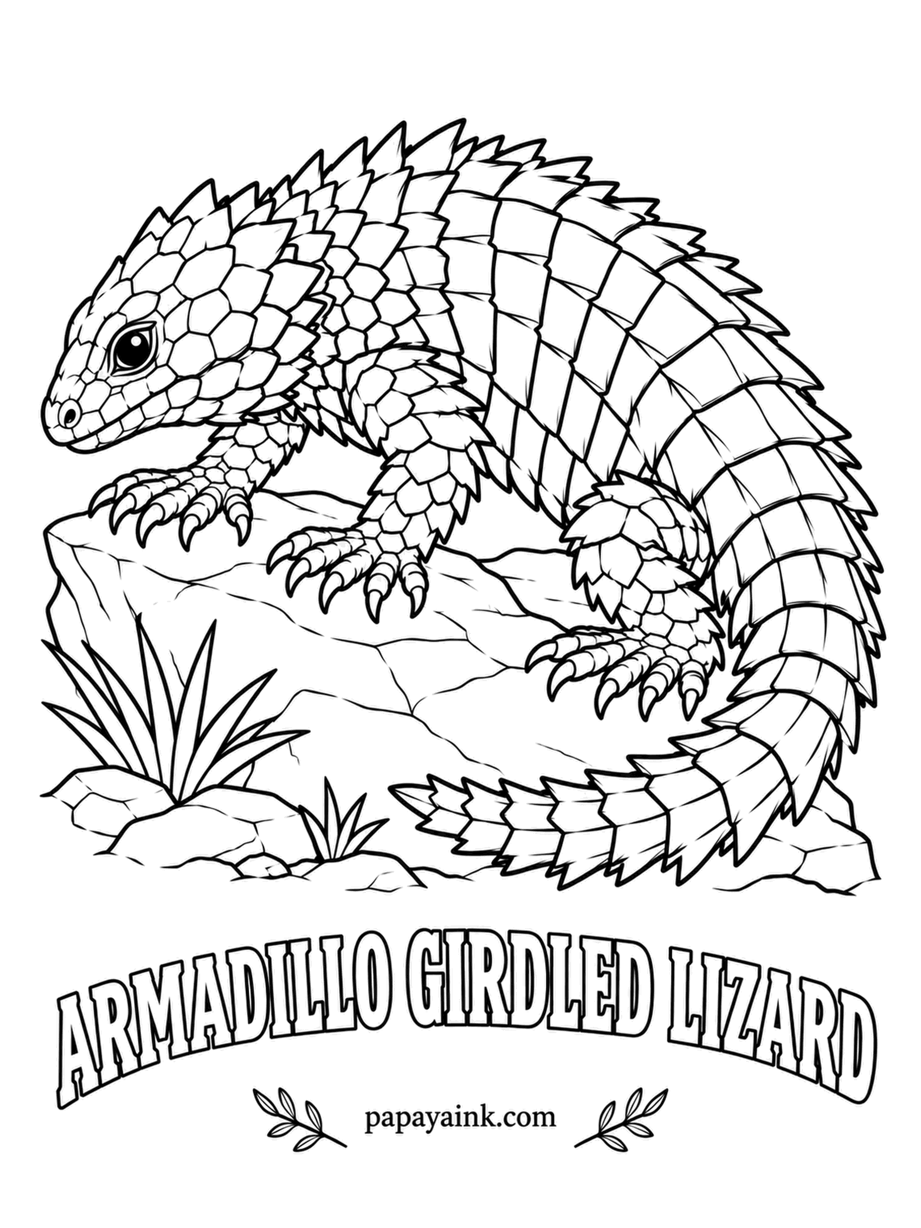 Reptile Coloring Pages - Danger arrives, and this South African lizard bites its own tail and rolls into a spiky ring that nothing wants to swallow. It also lives in family groups, which is rare for lizards. Straw gold on top, a pale yellow belly. Detailed.