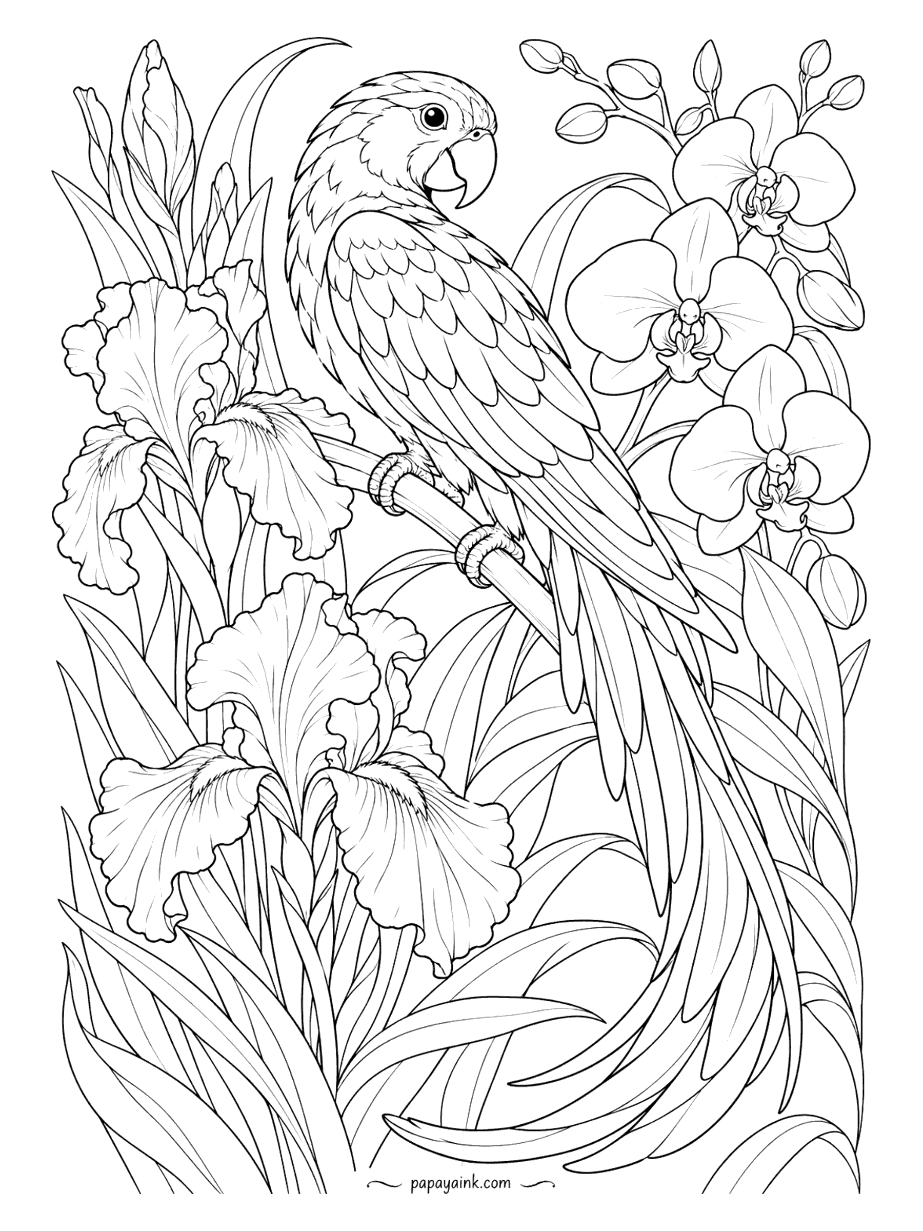 Parrot Coloring Pages - Irises, orchids and one long-tailed macaw drawn in whiplash curves, the way a poster artist of 1900 would have done it. The tail sweeps down and merges with the stems. Detailed - a muted palette suits this style better than bright.