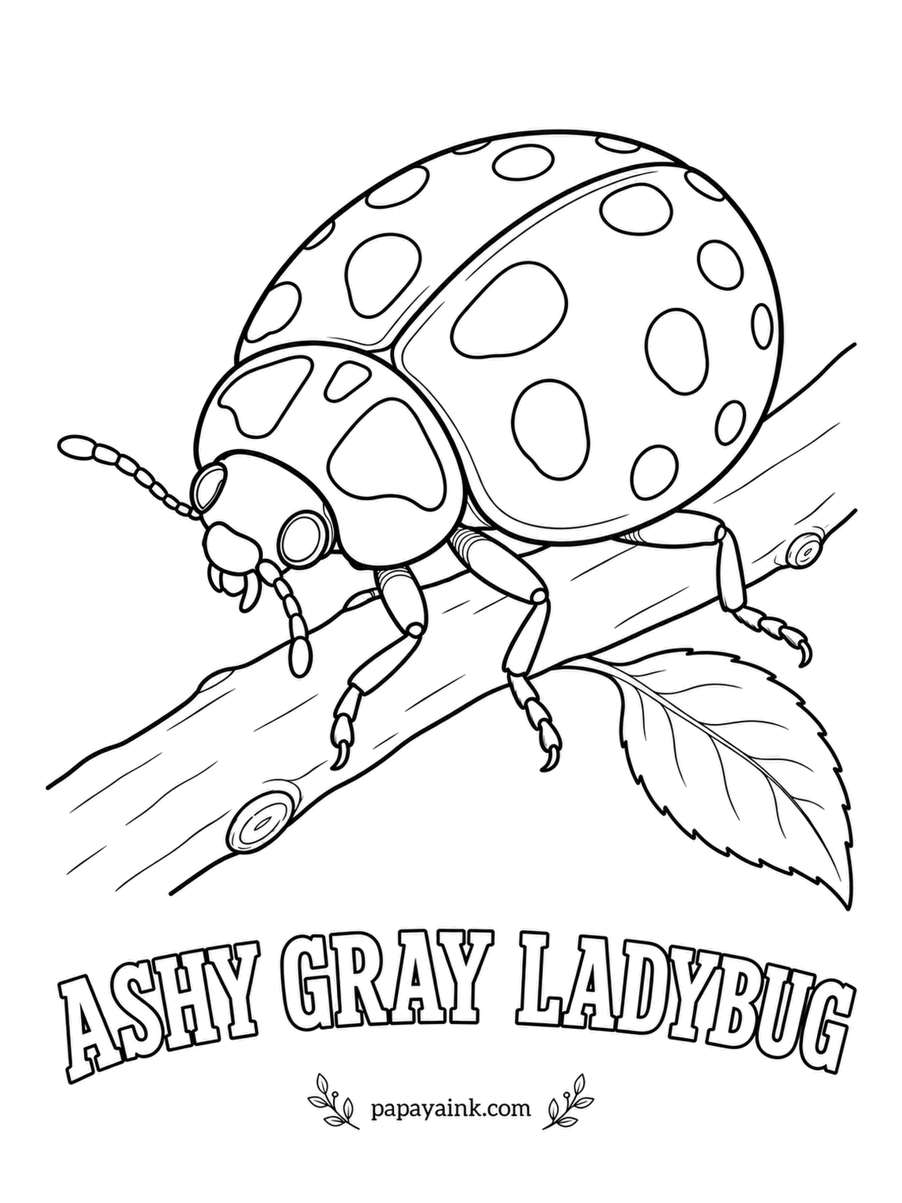 Beetle Coloring Pages - Not every ladybug is red. This North American species wears pale ash gray with neat black spots, and the same species also comes in a black form with two red dots. A soft gray pencil and a hard black one cover it.