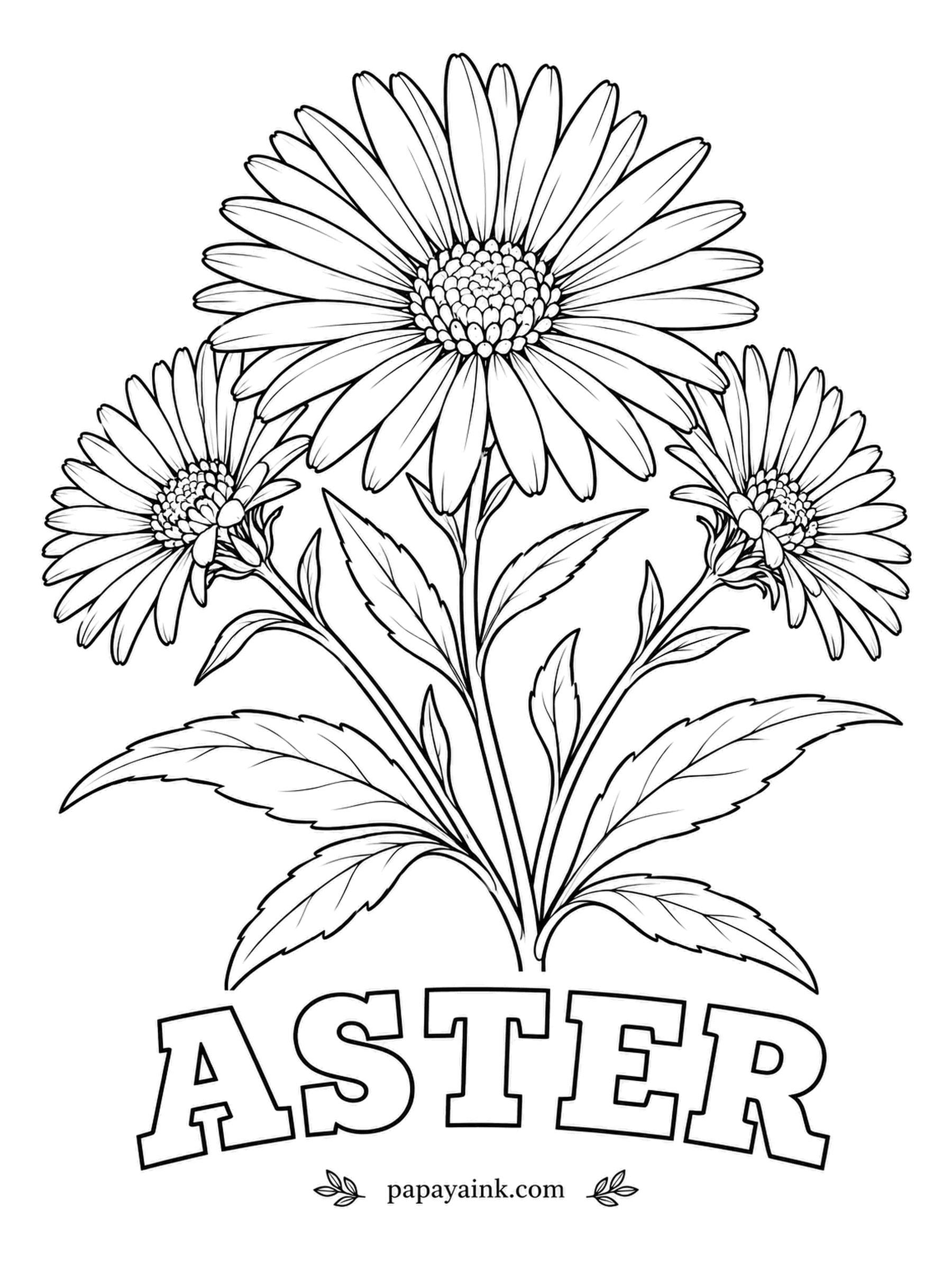 Free Flower Coloring Pages - Monarch butterflies on their autumn migration lean on asters for nectar, since few other flowers are still open by then. Try violet or lavender rays around a warm yellow center, and keep the slim leaves a mid green.
