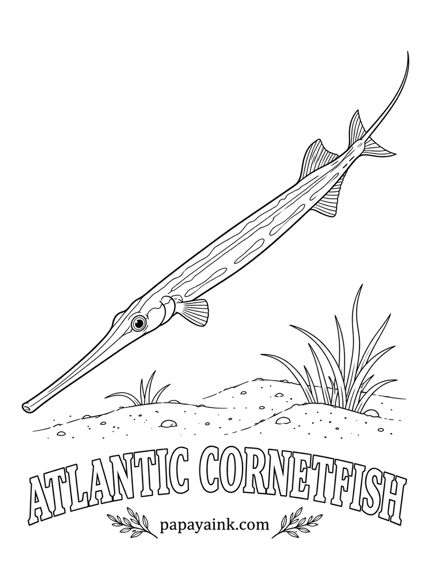 Ocean Fish Coloring Pages - Up to six feet of fish, most of it snout and a body as thin as a broom handle, ending in a long whip that trails from the middle of the tail. Olive brown on top, pale blue speckles along the back, silvery below.