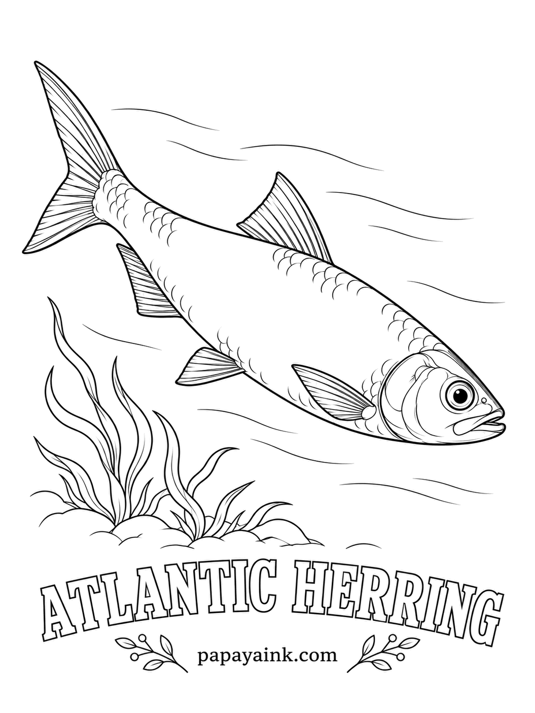 Ocean Fish Coloring Pages - Herring schools can stretch for miles, and at night herring may keep track of each other by releasing bubbles from their rear ends - researchers named the sound the Fast Repetitive Tick. Steel-blue shading to bright silver.