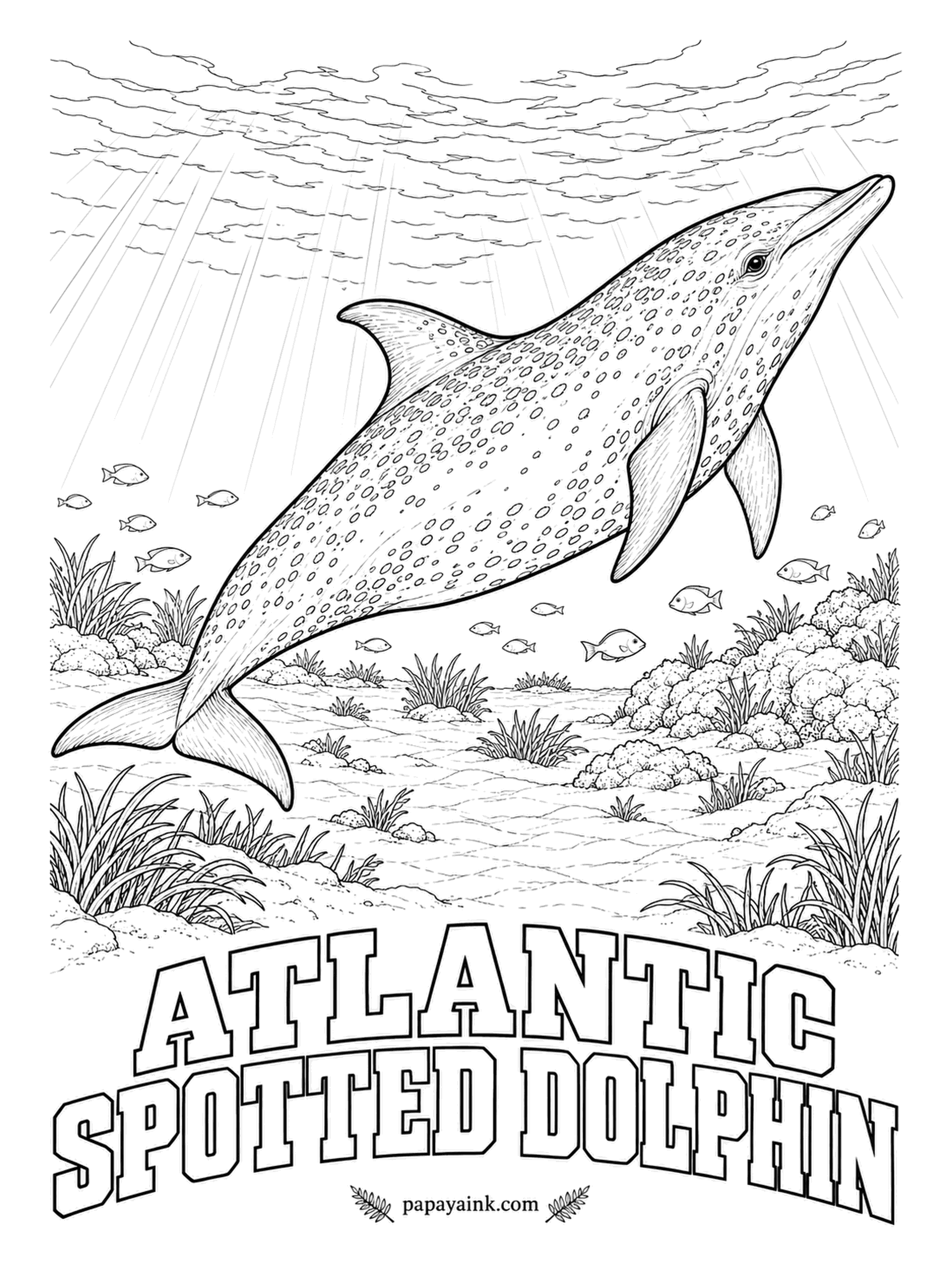 Whale Coloring Pages - Born with no spots at all, this dolphin collects them year by year, so a heavily freckled animal is an old one. Divers in the Bahamas shallows know whole families by their patterns. Dark speckles on the pale belly, light ones on the back.