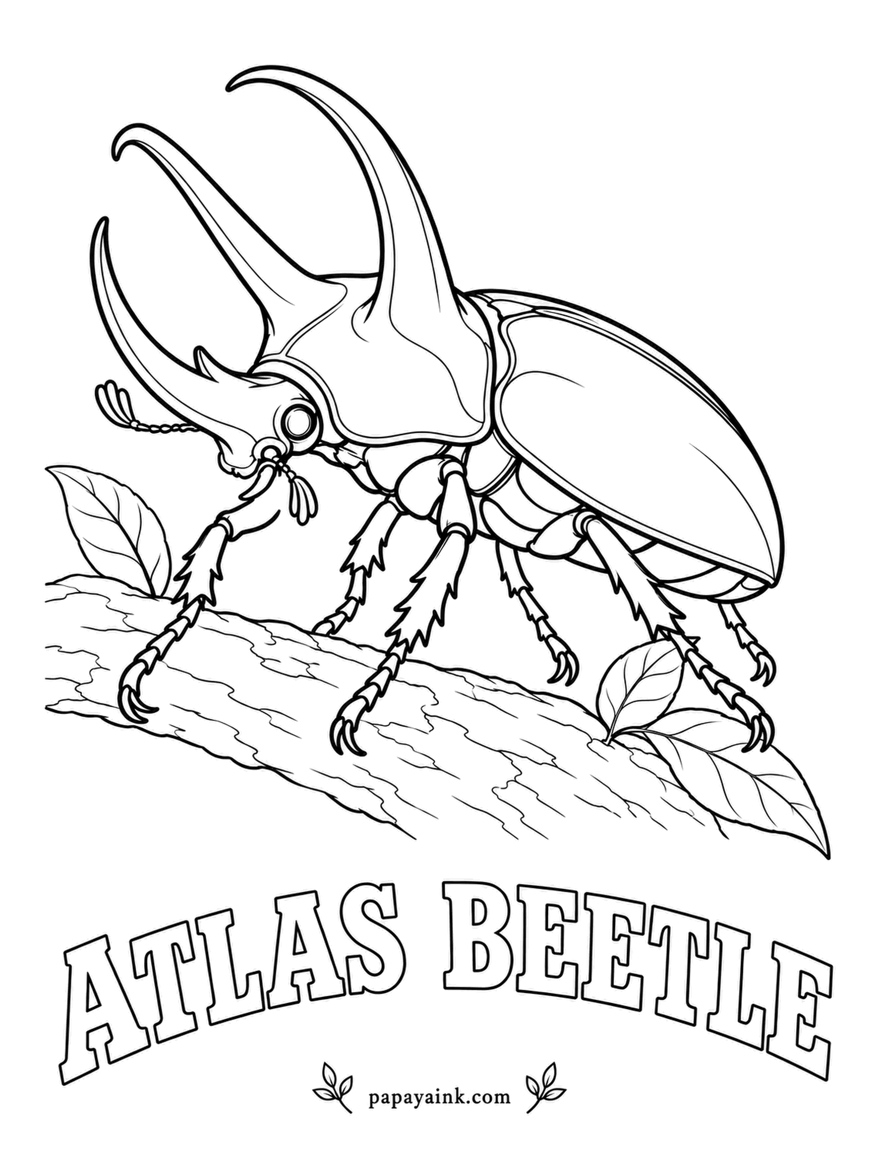 Beetle Coloring Pages - Three horns, all at the front end. The Atlas beetle of Southeast Asia uses them to pry rivals off a branch during the mating season. Color it black, then add a faint bronze-green sheen along the wing covers.
