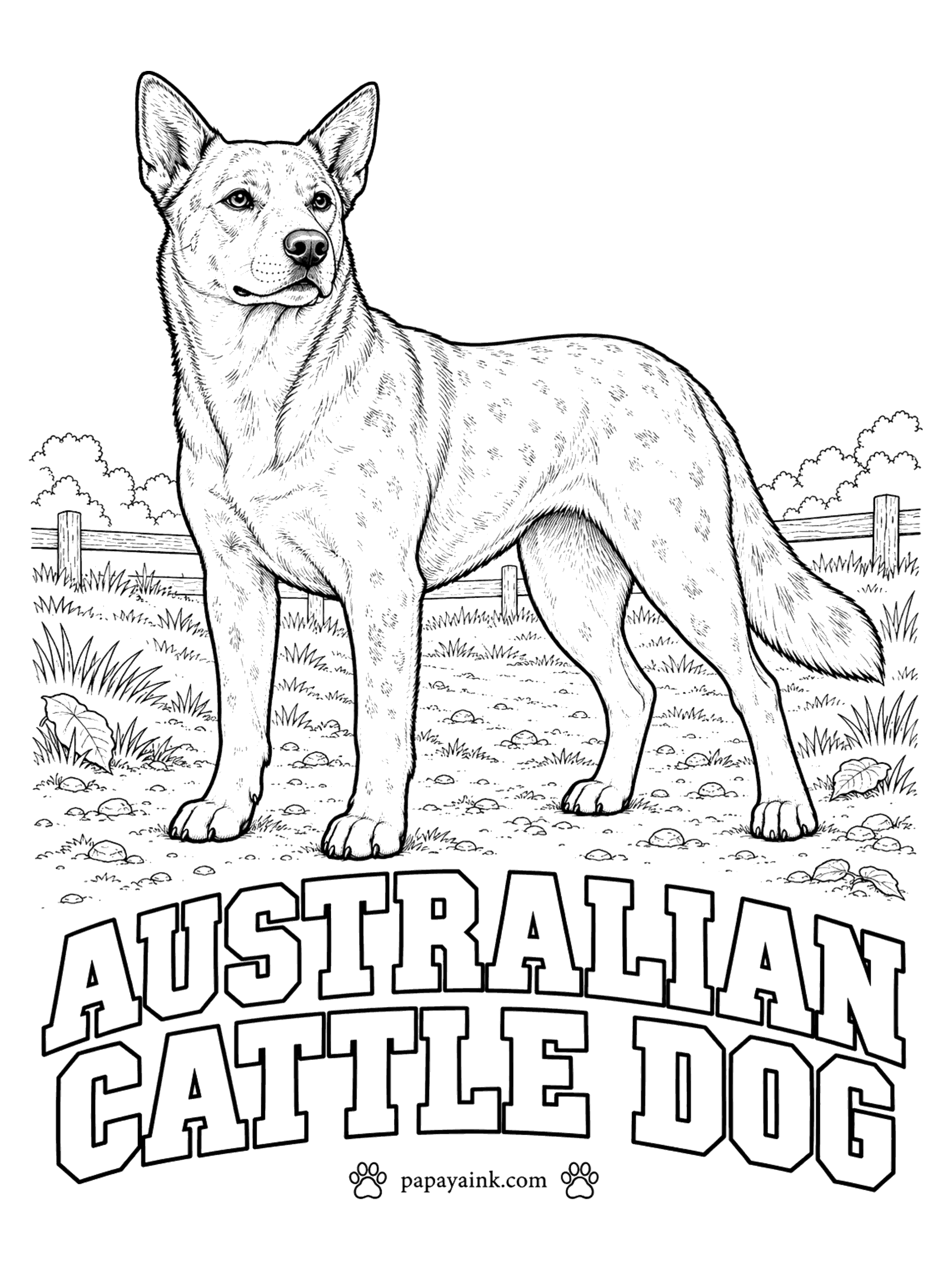 Free Printable Dog Coloring Pages - Blue heeler and red heeler are one breed, the Australian cattle dog, named for nipping at the heels of cattle. Blue ones are speckled blue-gray, many with tan on the legs; red ones are speckled red. Puppies are born white. The speckles are drawn in.