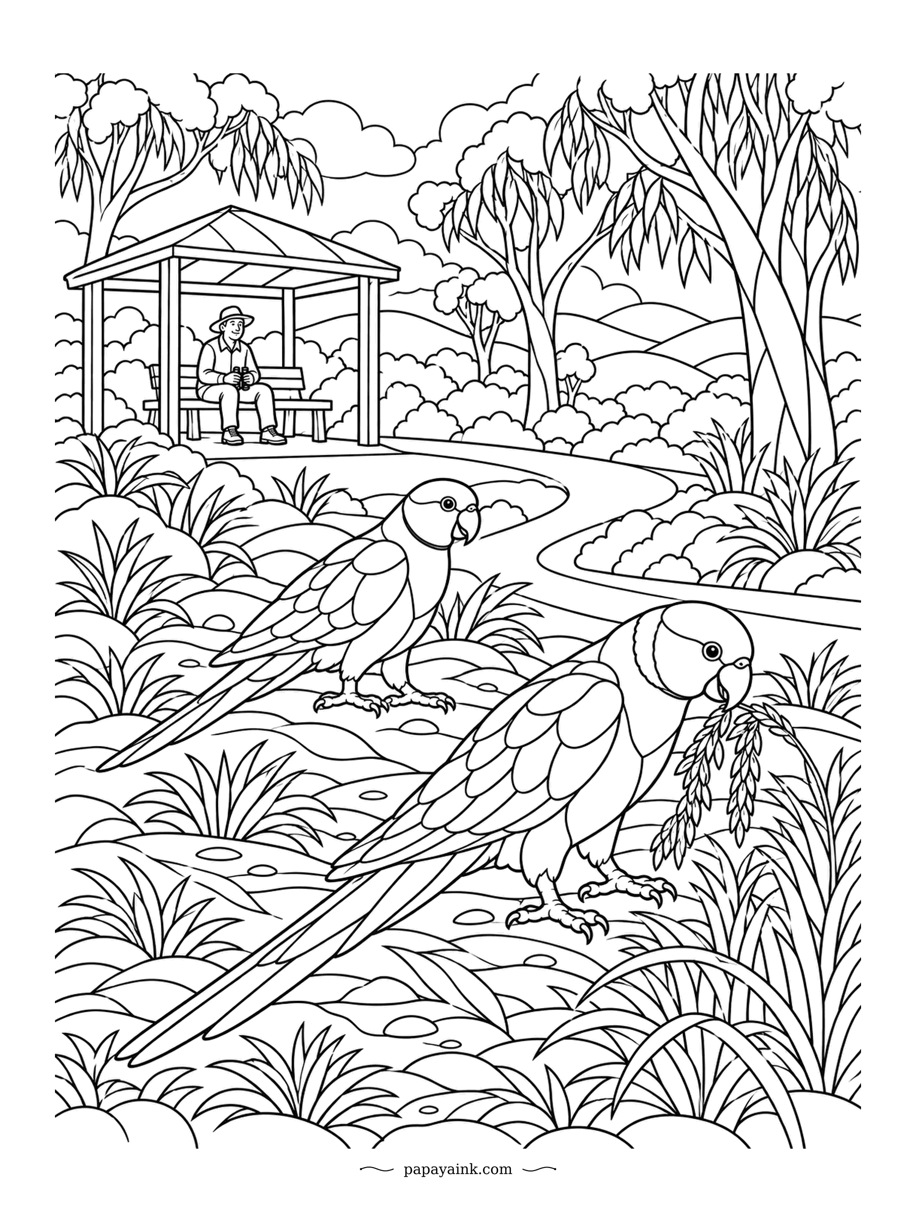 Parrot Coloring Pages - One last seed head before the path, and the ringneck is not leaving it behind. A second bird waits nearby, and a walker in the shelter watches through binoculars. Ringnecks feed on the ground more than most parrots. A rich scene for adults.