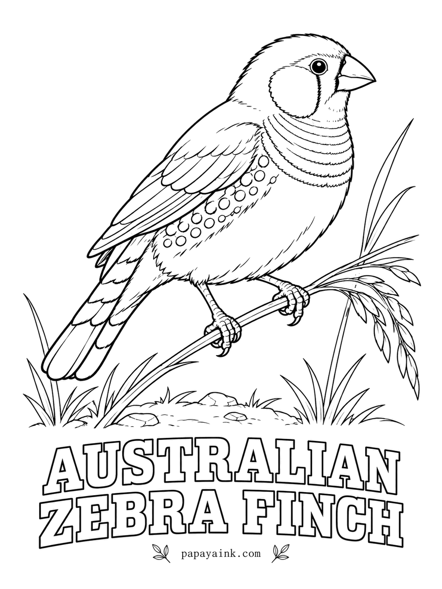 Realistic Bird Coloring Pages - Scientists study the zebra finch more than almost any other songbird, because each young male learns his song by copying his father. Orange cheek patch, thin black-and-white bars across the throat, chestnut flanks dotted with white and a coral-red bill.