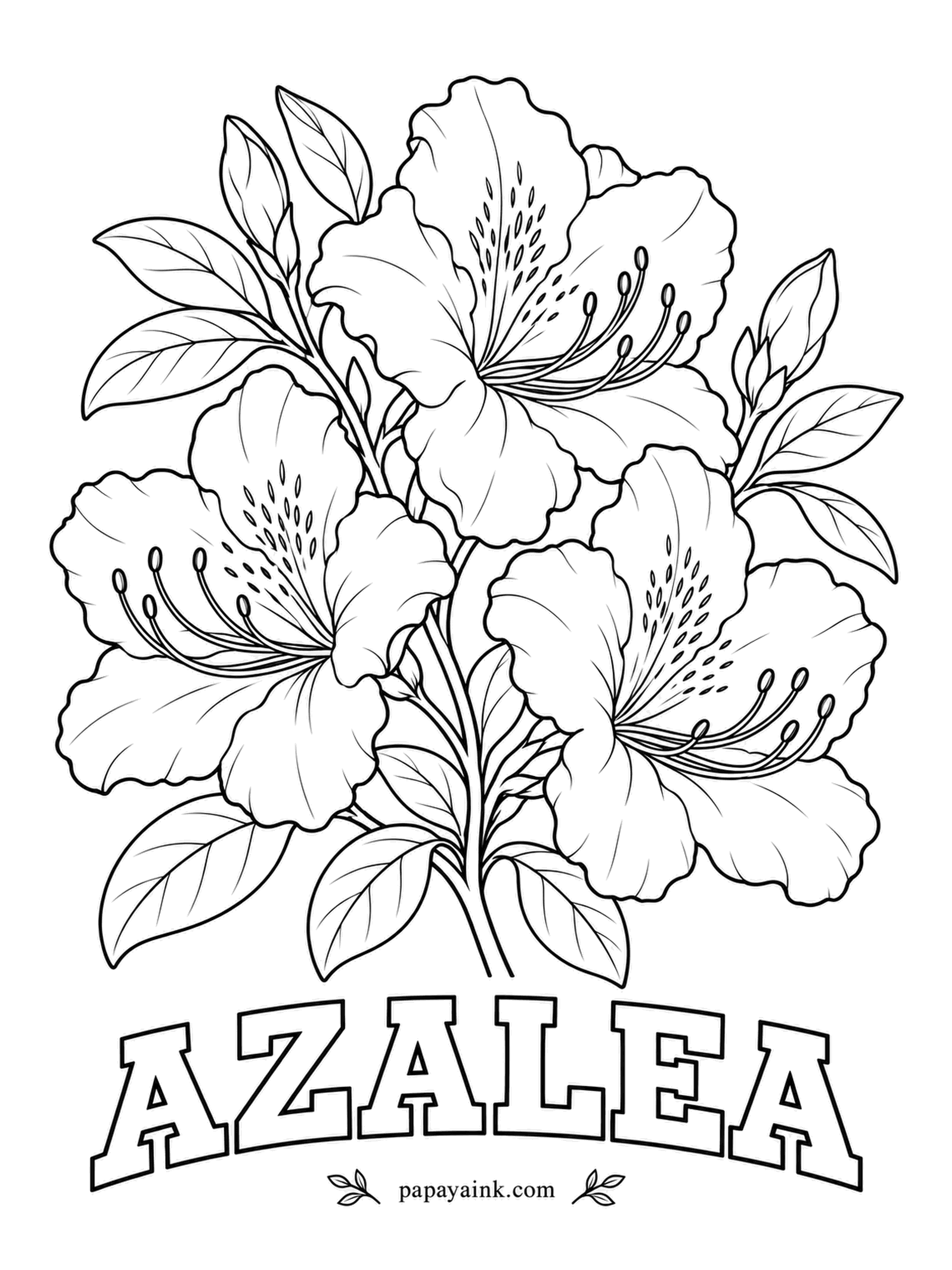 Free Flower Coloring Pages - Botanists file every azalea under rhododendron, even though gardeners treat them as two plants. The freckles on each top petal guide bees to the nectar; dot them in a darker pink or red over the base tone.