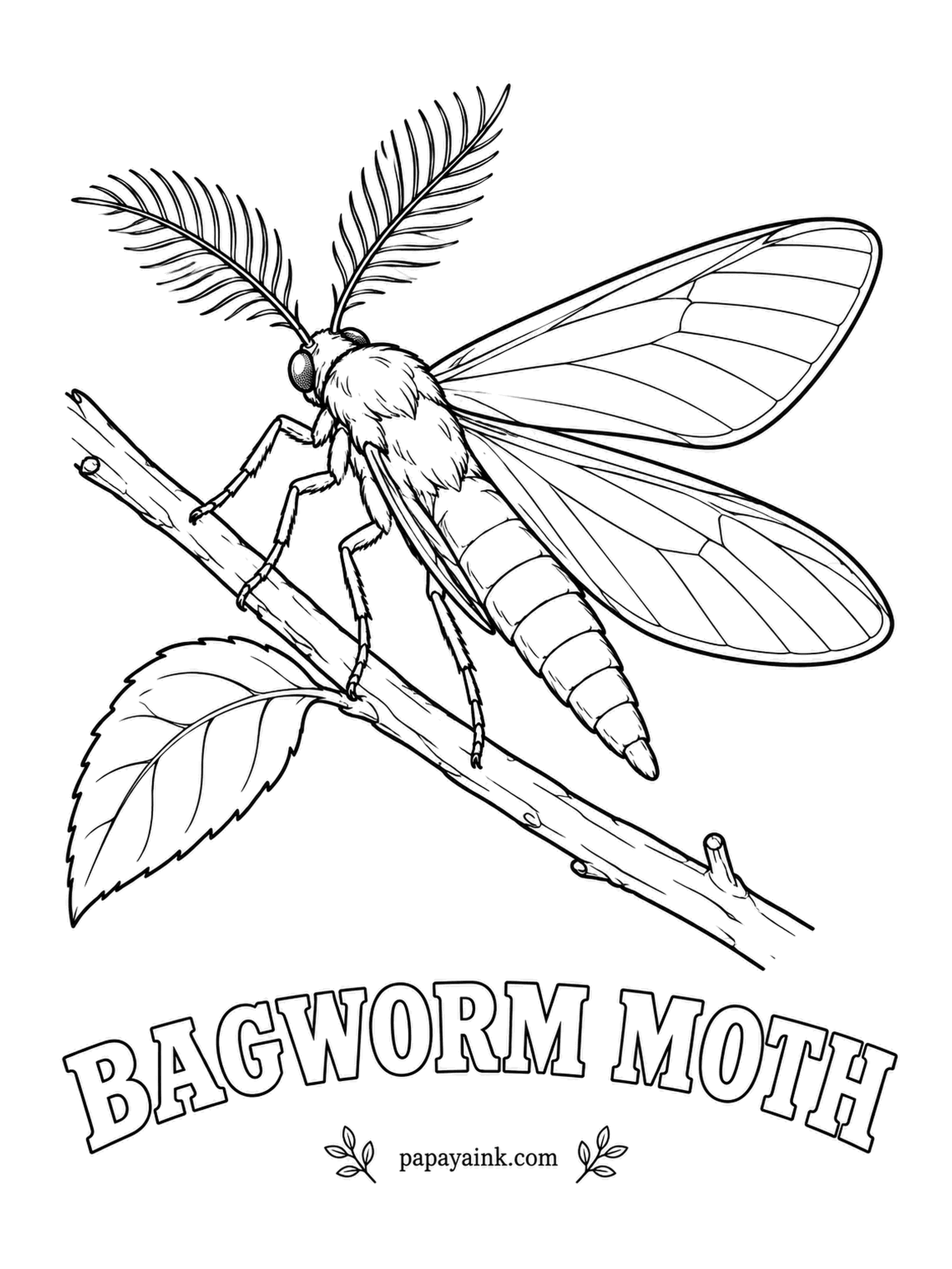 Butterfly and Moth Coloring Pages - Only the male ever looks like this - sooty black, furry, with clear glassy wings and feathered antennae. He lives a day or two and never eats, while the female stays inside her bag of stitched twigs for her whole life.