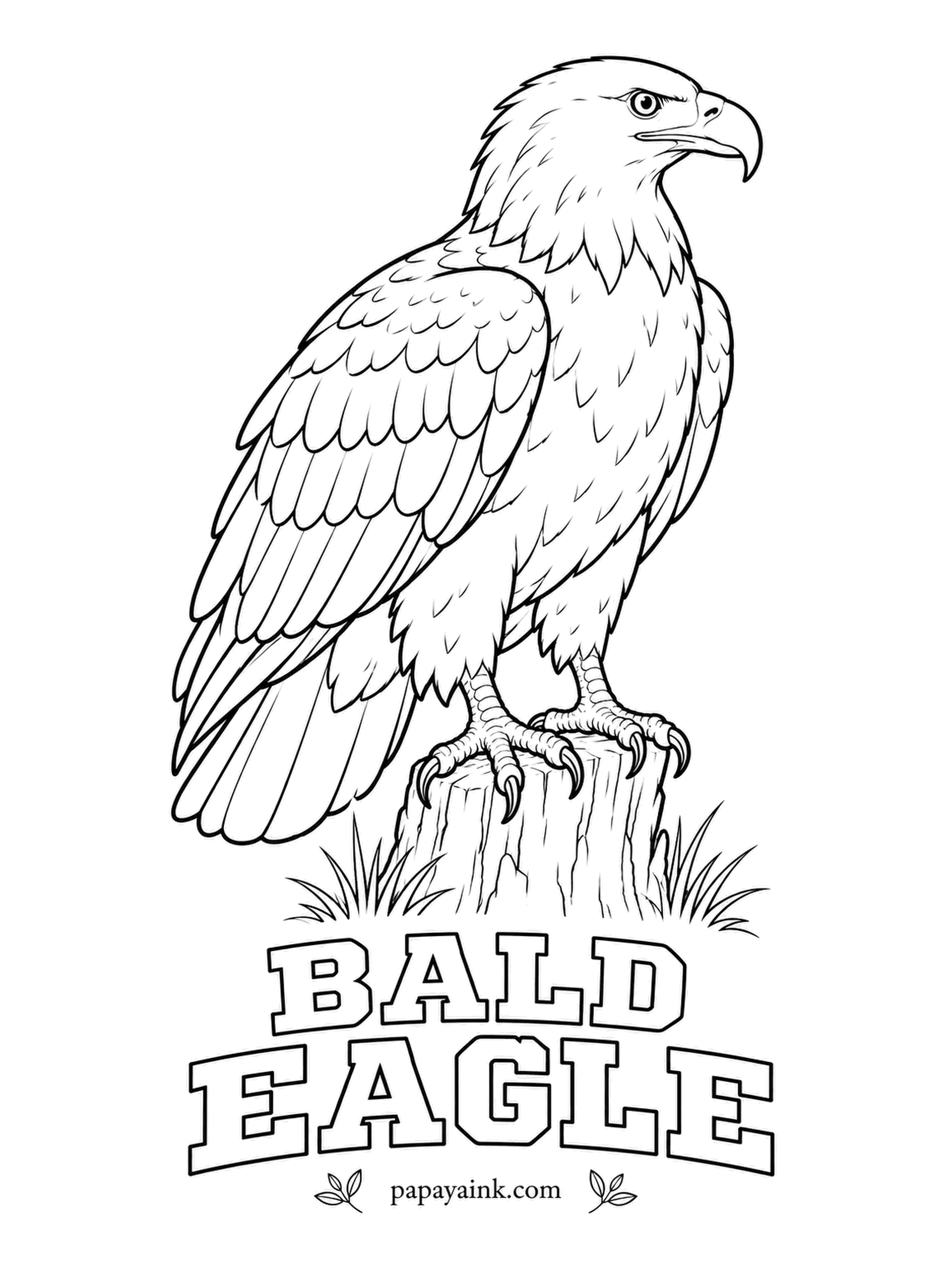Printable Bird Coloring Pages - Young Bald Eagles are mottled brown all over and earn the white head only after four or five years. The adult on this stump has a dark chocolate body, white head and tail, yellow bill and feet. Save your darkest brown for the wings.