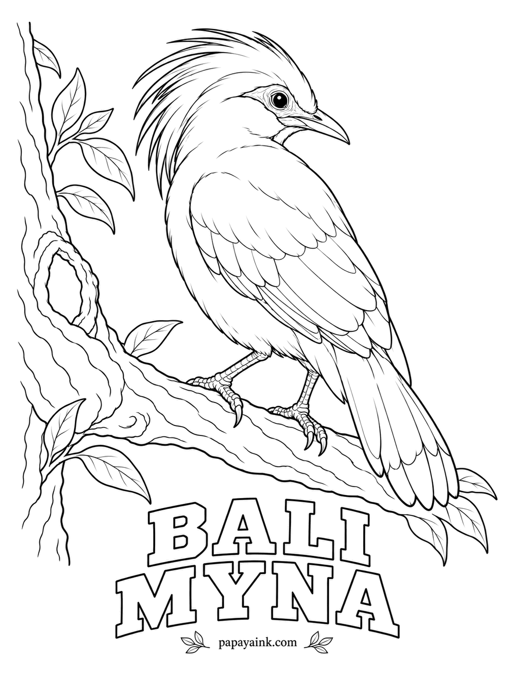 Realistic Bird Coloring Pages - Bali has exactly one bird found nowhere else, and this is it: the Bali myna, emblem of the island. Snow white all over except the black wing tips and tail tip, with bare vivid blue skin around the eye and a swept-back crest.