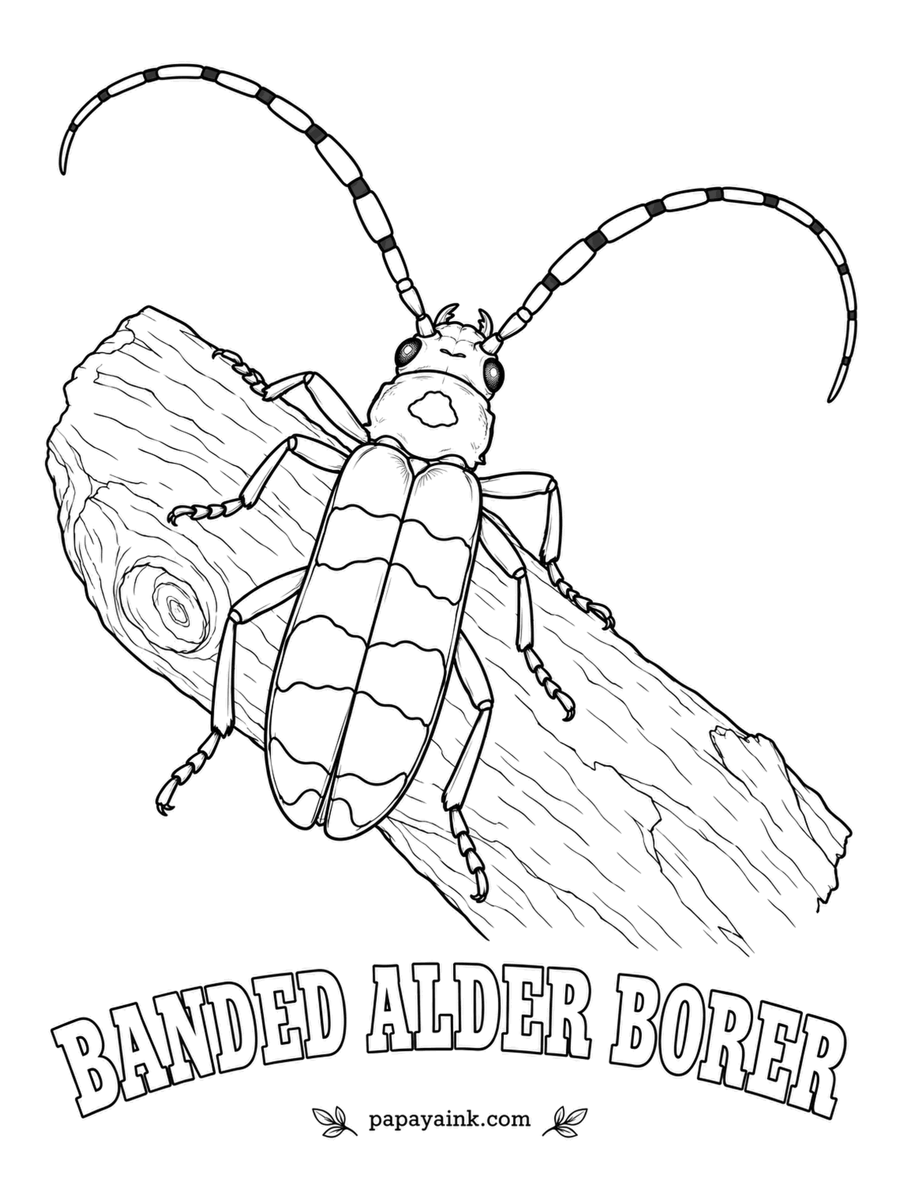 Beetle Coloring Pages - Western cousin of the Rosalia longhorn, the banded alder borer swaps blue for bold black-and-white bands. Males turn up at freshly painted houses, fooled by a chemical in the paint that mimics their own scent. Keep the white bands crisp.