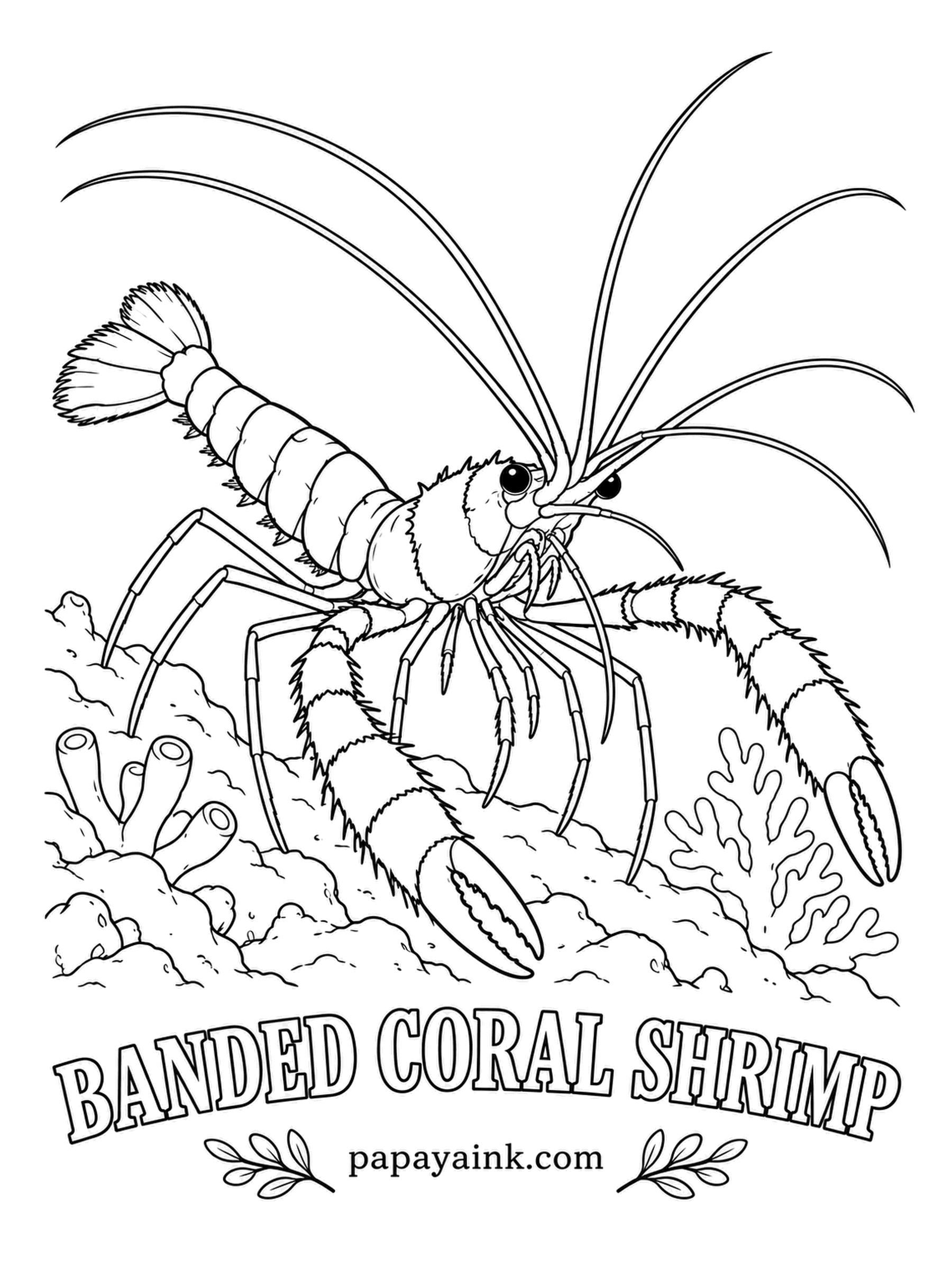 Sea Creature Coloring Pages - Divers call it the barber pole shrimp, and one look at those red and white stripes explains why. It usually lives in pairs, setting up a cleaning station where fish line up to have parasites picked off. White antennae, longer than the shrimp itself.