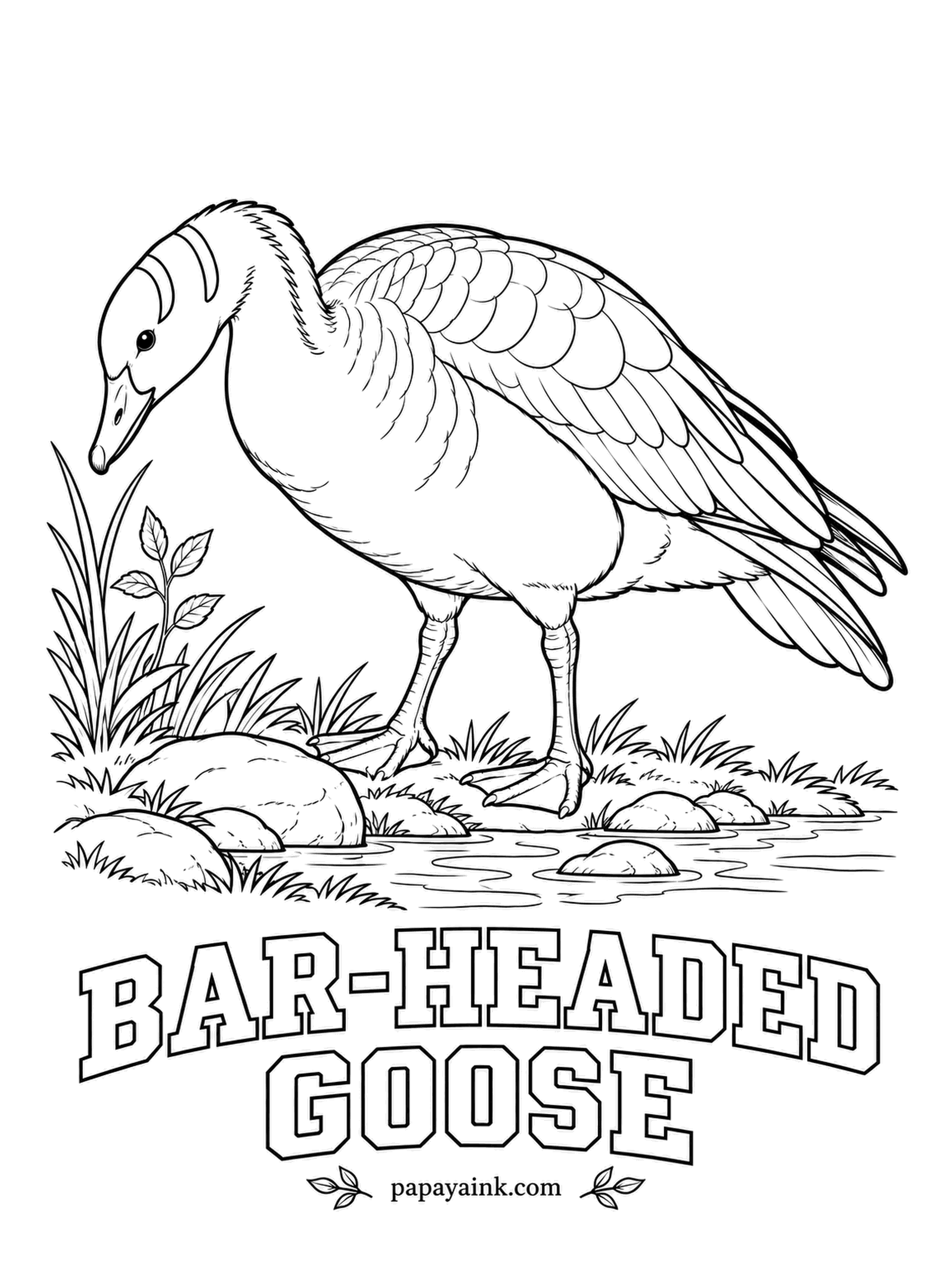 Realistic Bird Coloring Pages - Twice a year bar-headed geese cross the Himalayas, flapping through air that holds less than half the oxygen found at sea level. Two black bars cross the back of the white head. Silver-gray body, orange-yellow bill and legs.