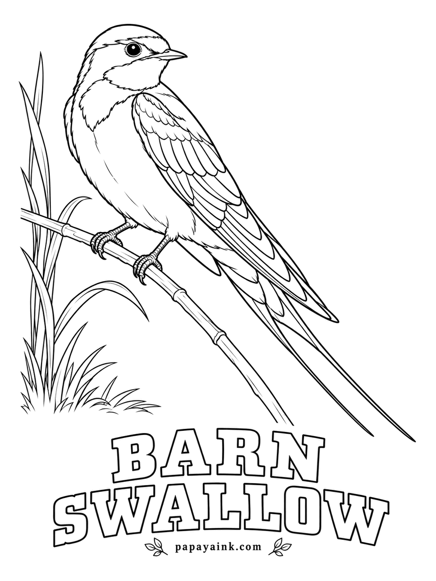 Printable Bird Coloring Pages - Barn Swallows have nested beside people for so long that hardly any still use caves; the mud cup goes under eaves, bridges and barn beams. Steel blue back, rusty red throat, cinnamon belly. Draw out the forked tail in the darkest blue.