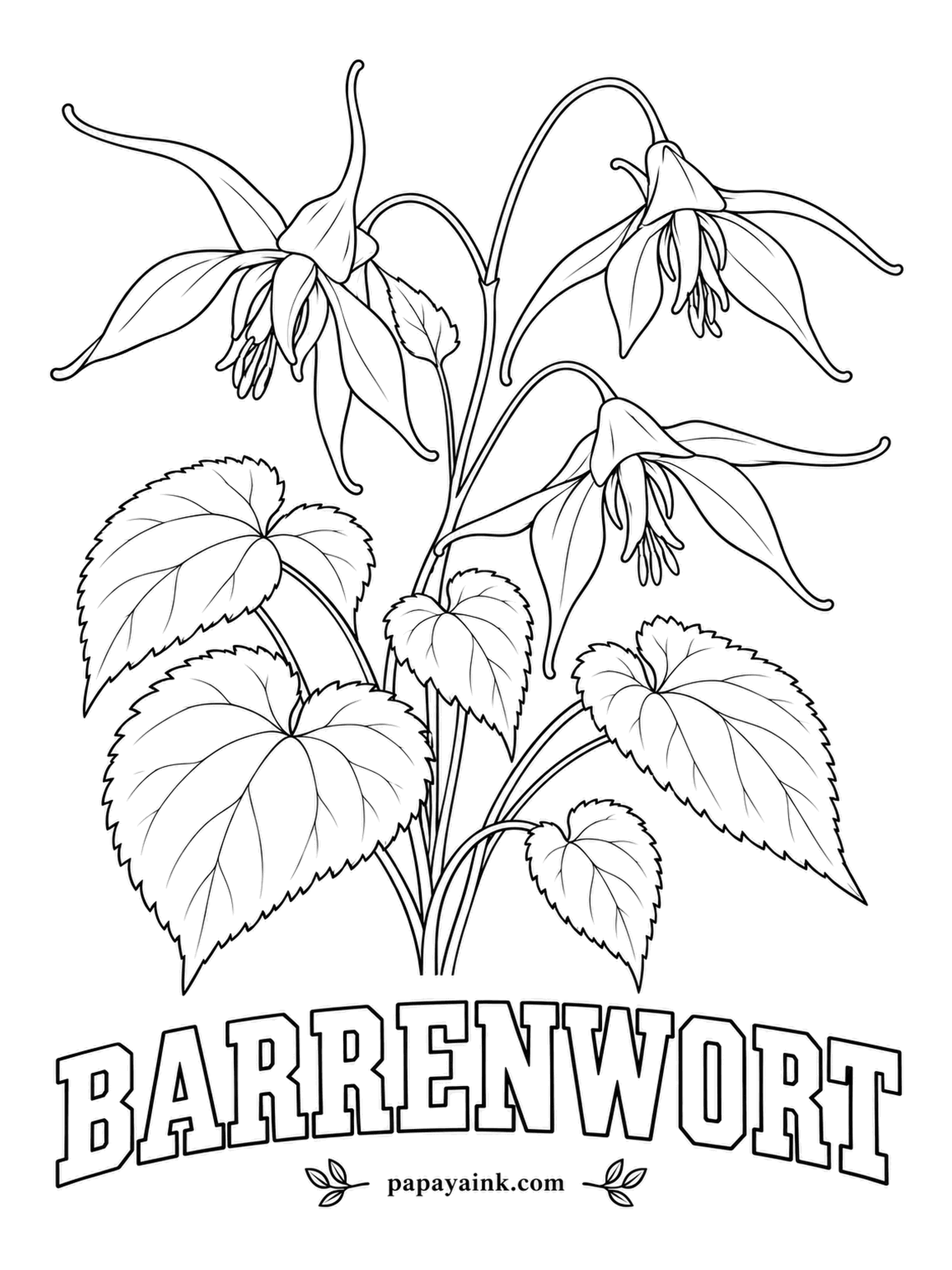 Printable Flower Coloring Pages - Each tiny flower has four spurs, which is why gardeners call it bishop's hat. Barrenwort grows in dry shade under trees and comes in yellow, pink or lavender; the heart-shaped new leaves are flushed bronze in spring, so try a copper tone on them.
