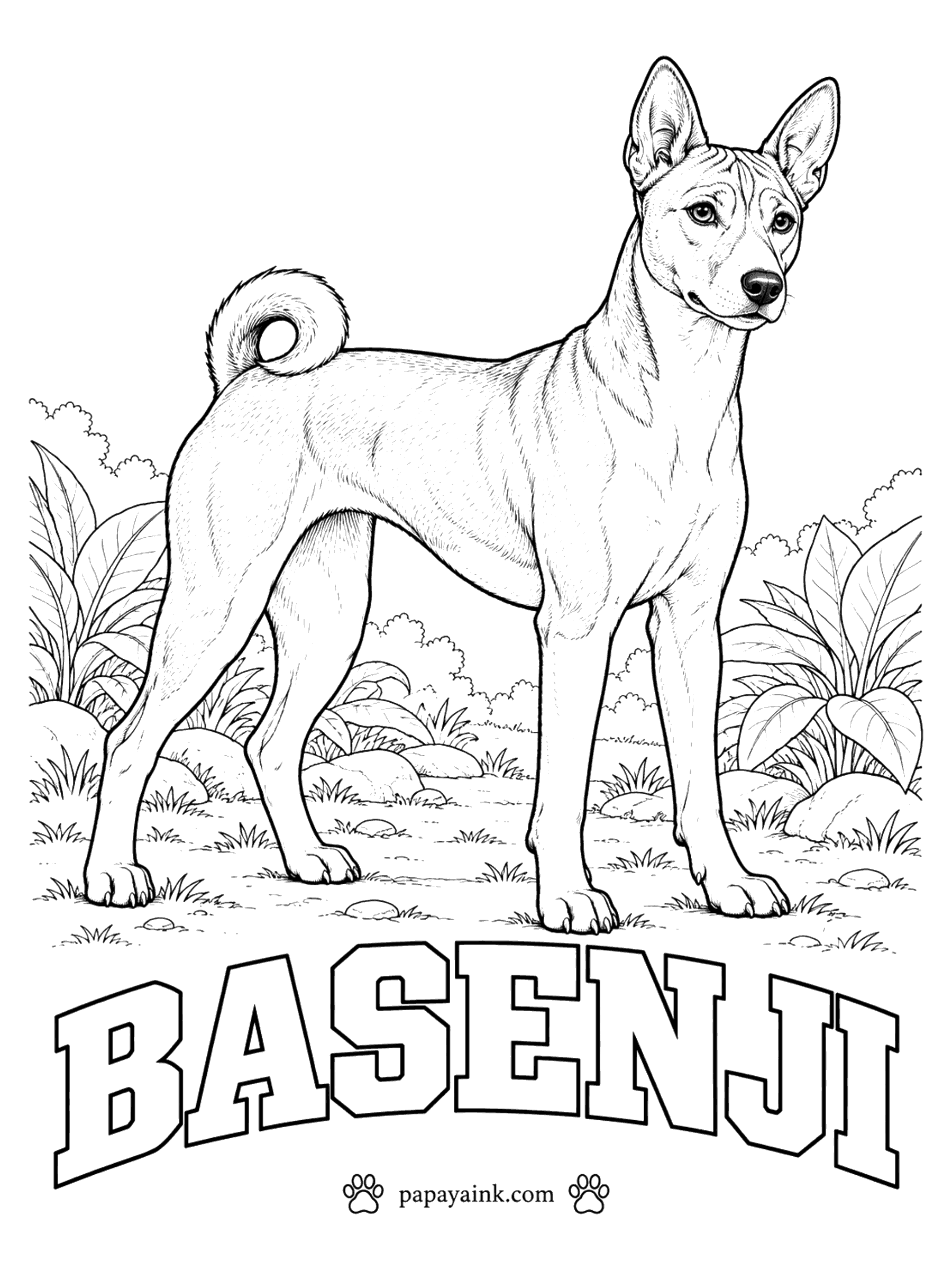 Free Printable Dog Coloring Pages - Africa's barkless dog yodels instead. A basenji is chestnut red, black, tricolor or brindle, always with white feet, chest and tail tip. Note the wrinkled forehead and the tail curled tight over the hip. Sleek coat, easy shapes.