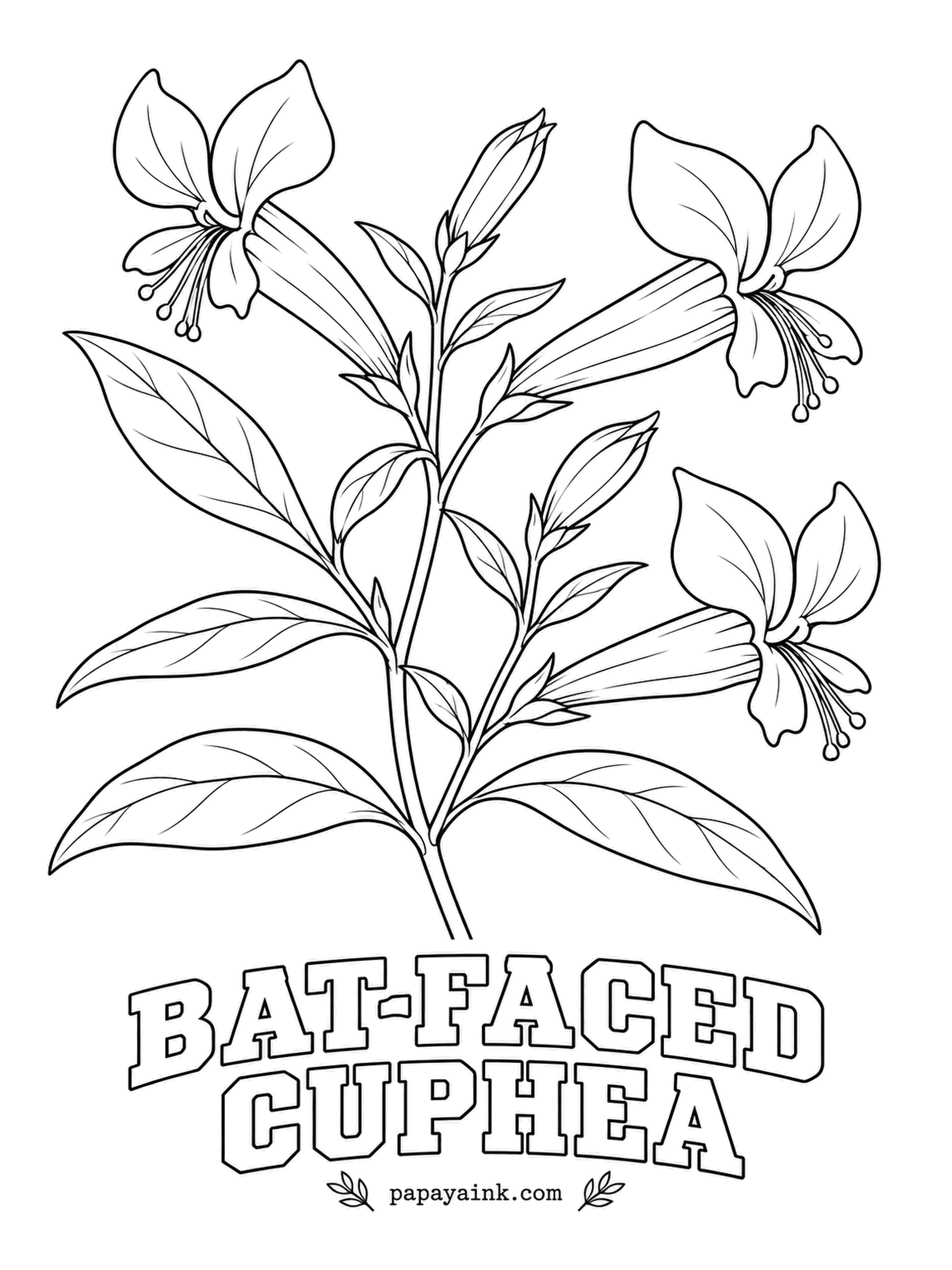 Realistic Flower Coloring Pages - Look straight into a bloom and a little face appears: two red petals for ears and a purple tube for the snout. Bat-faced cuphea is a Mexican shrub that hummingbirds work all summer. Scarlet ears, deep violet face, glossy green leaves.