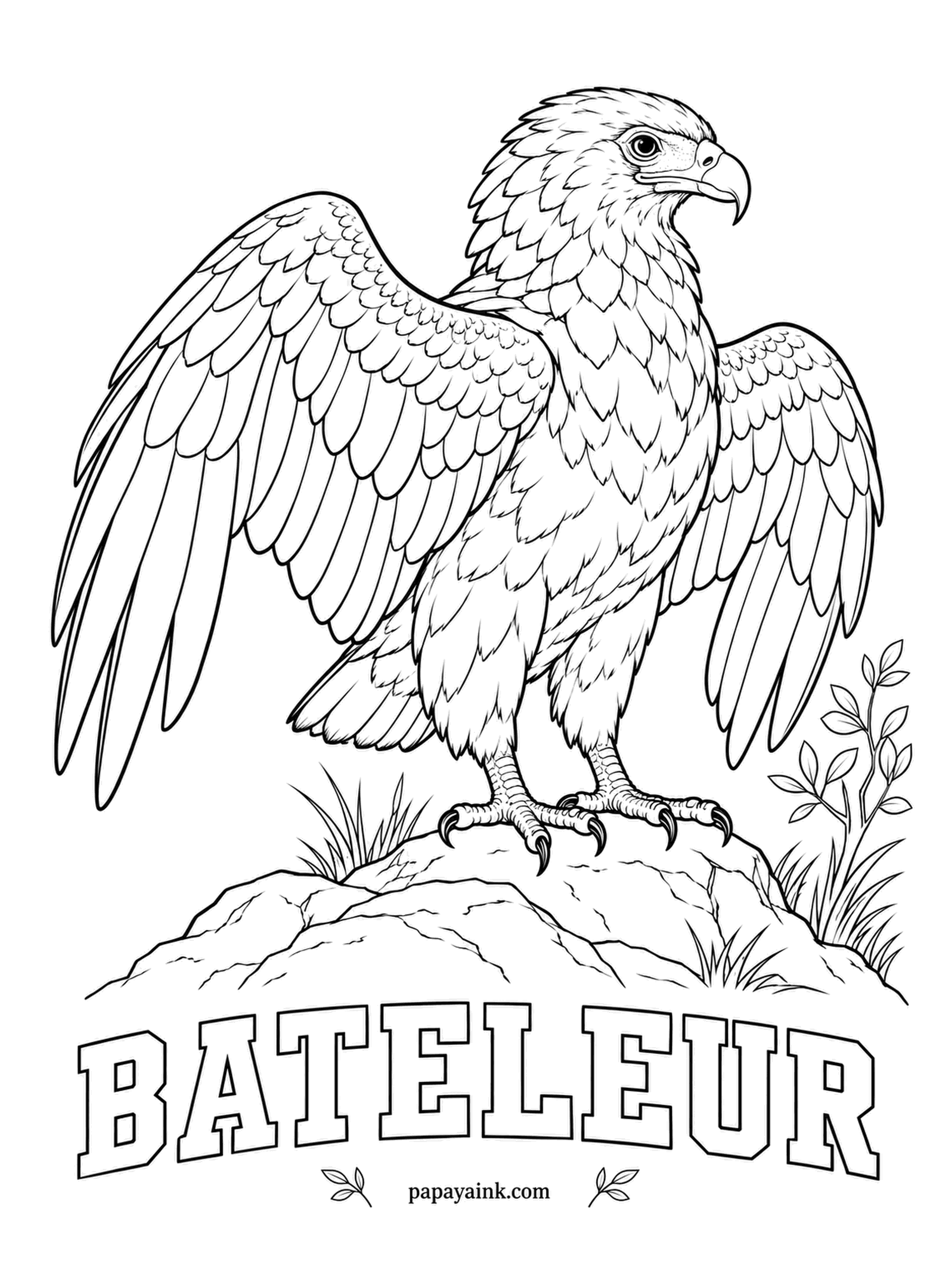 Realistic Bird Coloring Pages - Bateleur is French for street acrobat, after the way this African eagle tilts from wingtip to wingtip in flight. On the ground it spreads its wings toward the sun, just as here. Red face and legs, black body, chestnut back.