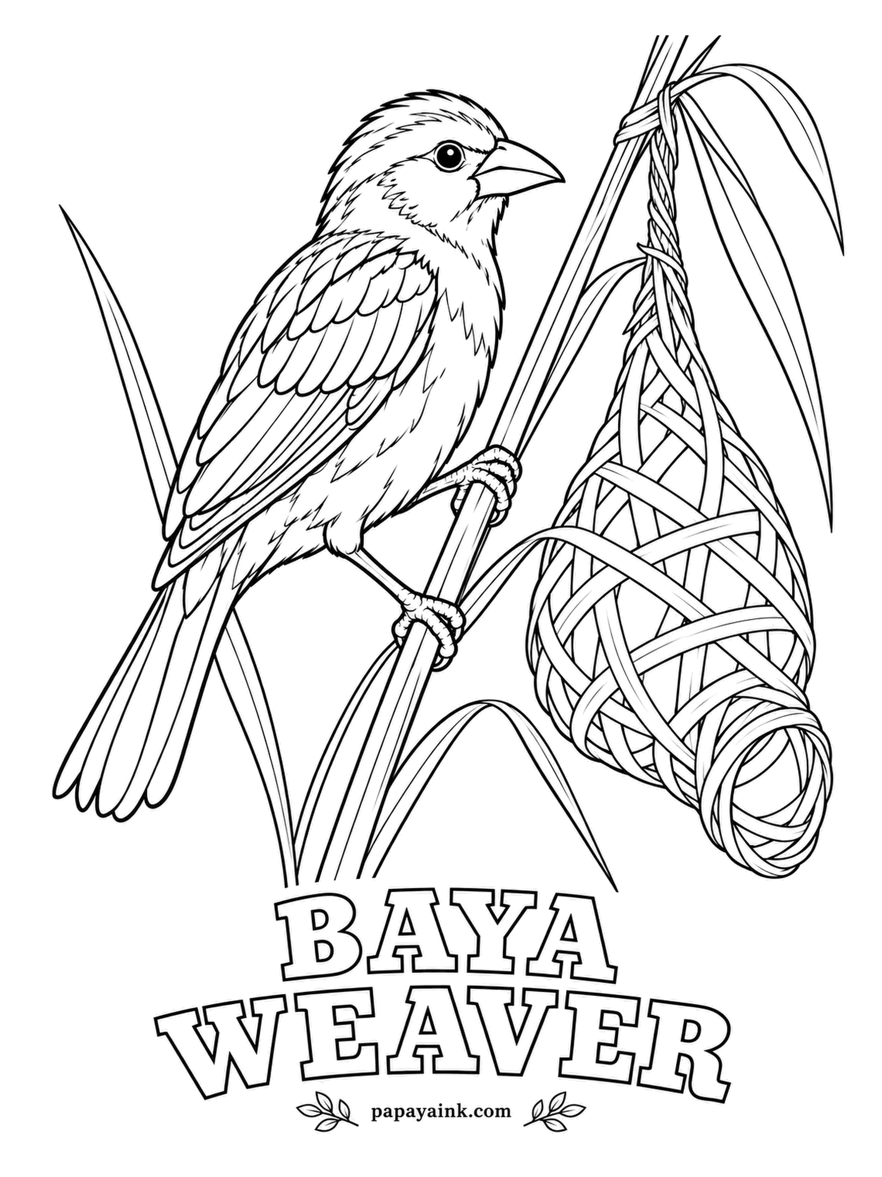 Realistic Bird Coloring Pages - He builds, she inspects. The male baya weaver knots hundreds of grass strips into a hanging nest with an entrance tube, and if the female does not approve he starts again. Detailed - streaked brown back, yellow crown, dark mask.