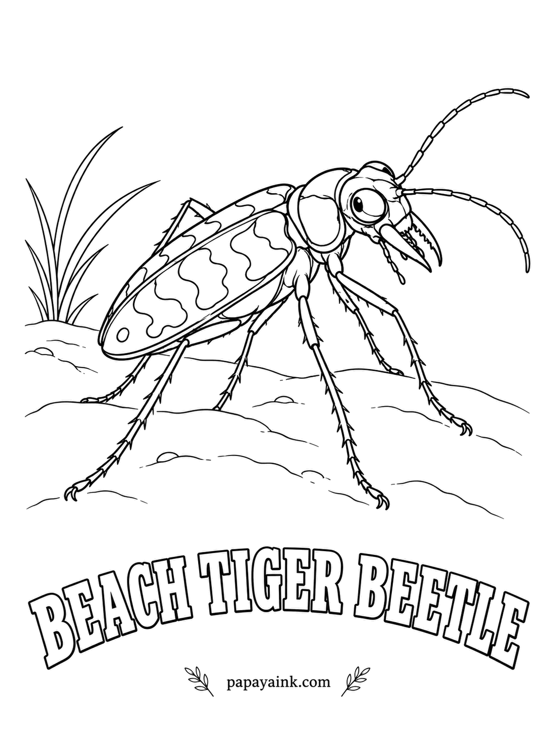 Beetle Coloring Pages - Tiger beetles run so fast that their eyes cannot keep up, so they stop, look and dash again. This one hunts on open sand, where its wavy cream markings match the beach almost perfectly. Pale sand on the wing covers, bronze on the head.