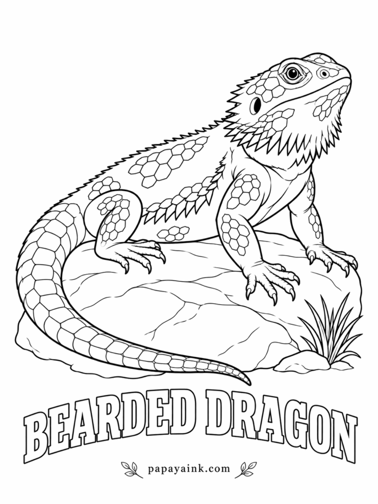 Reptile Coloring Pages - Australia's most popular export, at least among lizards. The spiky beard under the chin puffs up and turns black when a bearded dragon is annoyed, so leave it pale to keep him calm. Sandy tan with an orange wash, rock in warm gray.