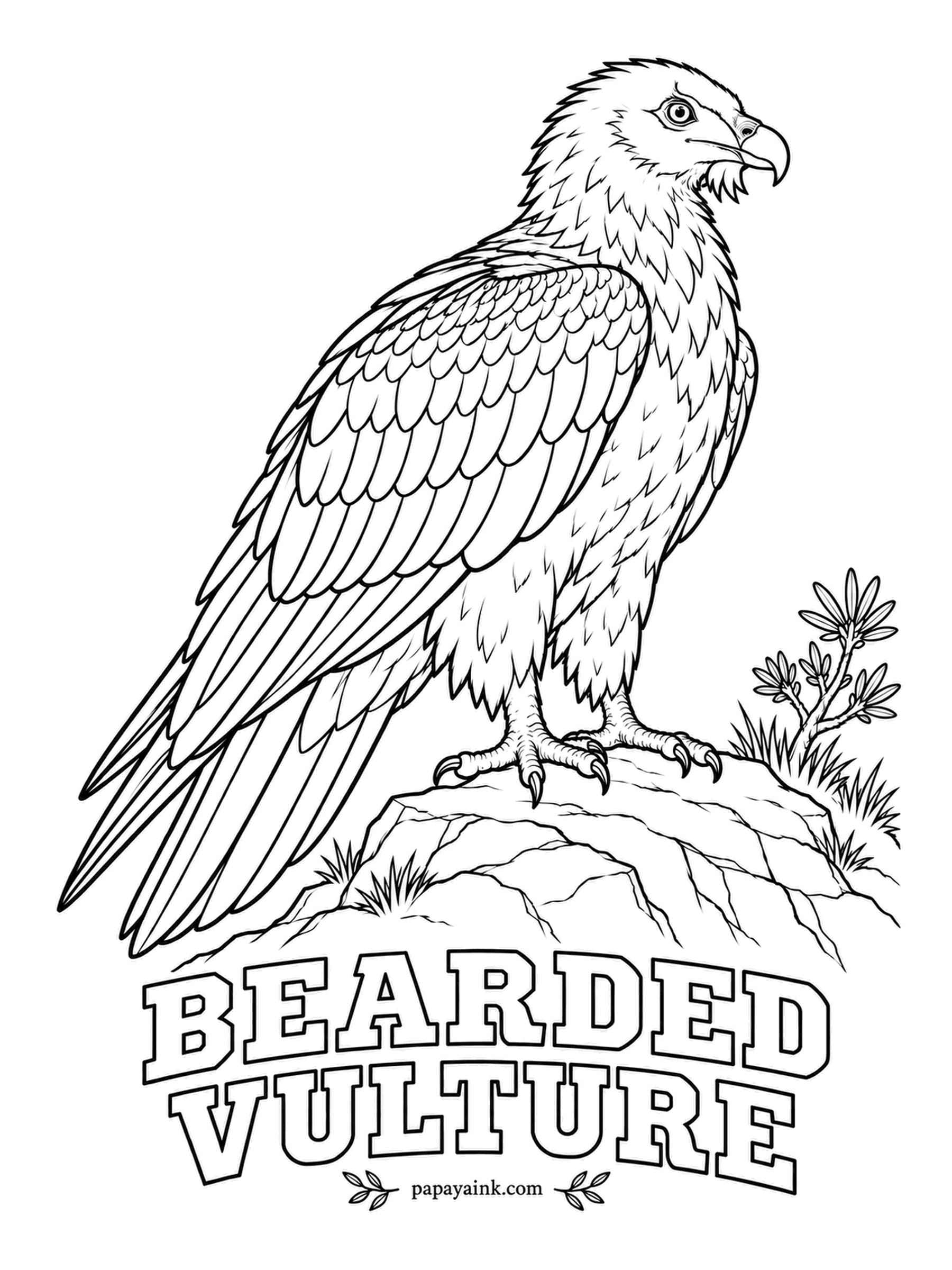 Realistic Bird Coloring Pages - Most vultures eat meat; this one eats bones, swallowing them whole or dropping them onto rocks to crack. Its rusty orange chest is cosmetic - it bathes in iron-rich mud. Slate gray wings, a red eye ring, a black beard.