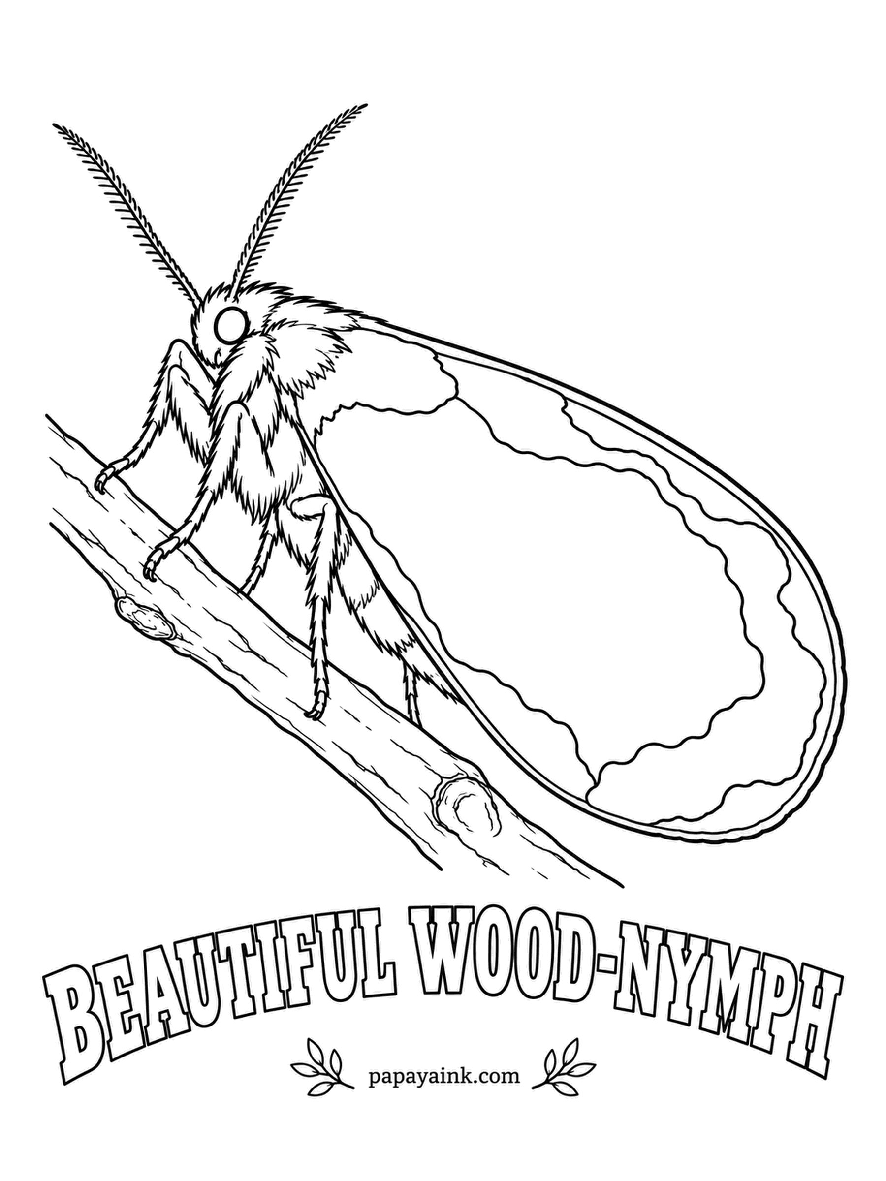Butterfly and Moth Coloring Pages - Its trick is to look like a bird dropping on top of a leaf, which is why it rests in plain sight. Satin white wings with a broad band of bark brown along the outer edge. Grapevines are home to its caterpillars.