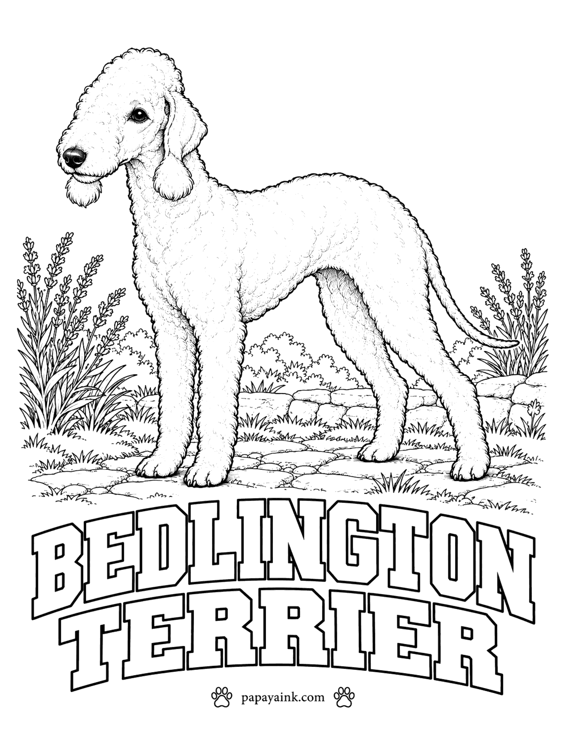 Free Printable Dog Coloring Pages - A lamb, until it runs. The Bedlington terrier has a pear-shaped head, a topknot, tasseled ears and an arched back, and it moves like a small greyhound. Blue, sandy or liver, and always palest on the topknot. Lavender grows beside it.