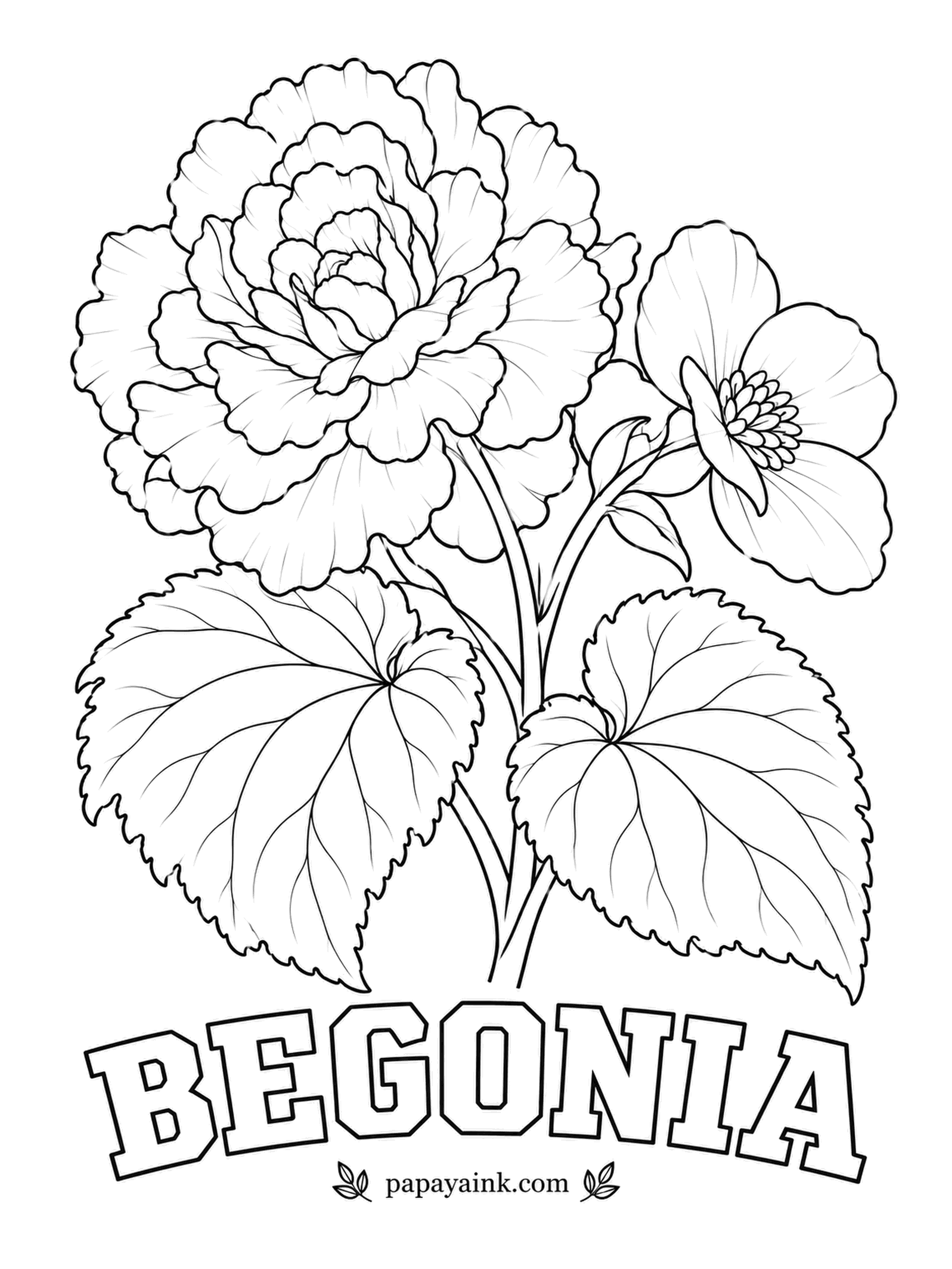 Free Flower Coloring Pages - Look closely and this tuberous begonia carries two kinds of flowers: the big ruffled double is male, the small single beside it is female. Coral or salmon suits both, and the lopsided leaves are naturally wider on one side.