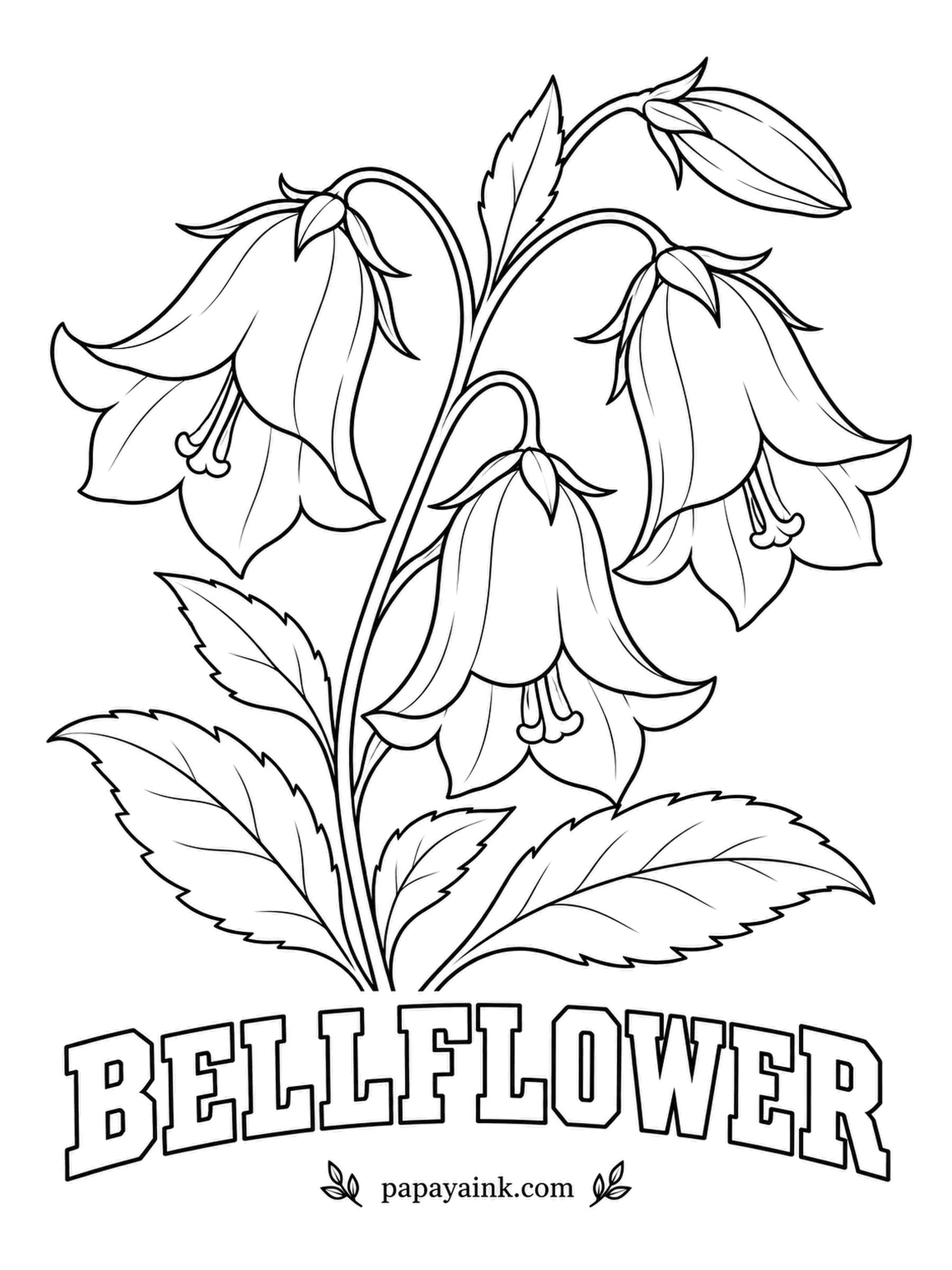 Free Flower Coloring Pages - Some solitary bees sleep overnight inside bellflowers, tucked into the hanging cups out of the rain. Blue and lavender are the natural colors; shade the inside of each bell a little darker than the rim.