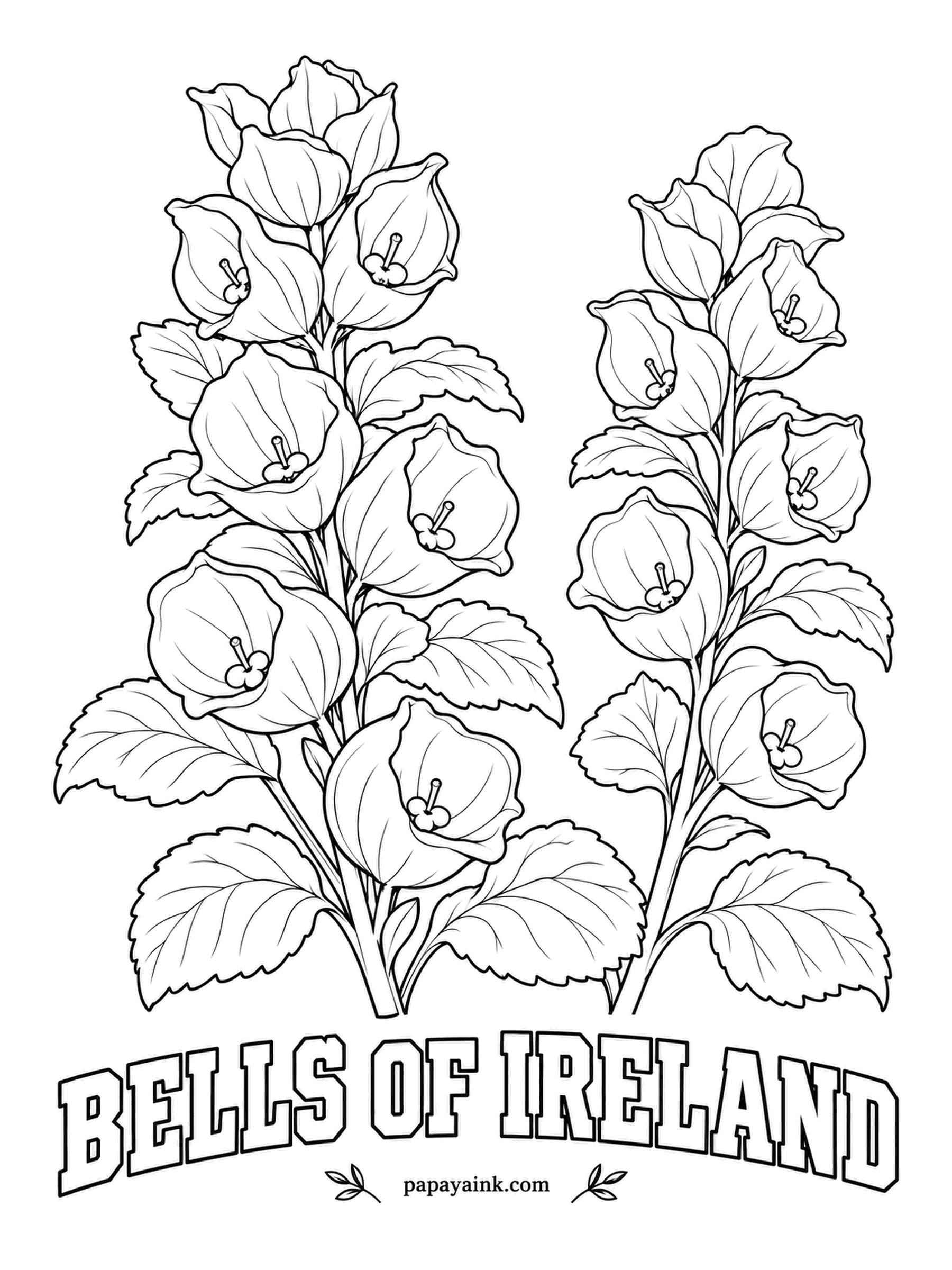 Realistic Flower Coloring Pages - Those bells are not petals at all but green calyx cups, each hiding a tiny white flower inside. Despite the name, the plant comes from the eastern Mediterranean. Apple green for the cups with darker veins, and a dot of white in every bell.