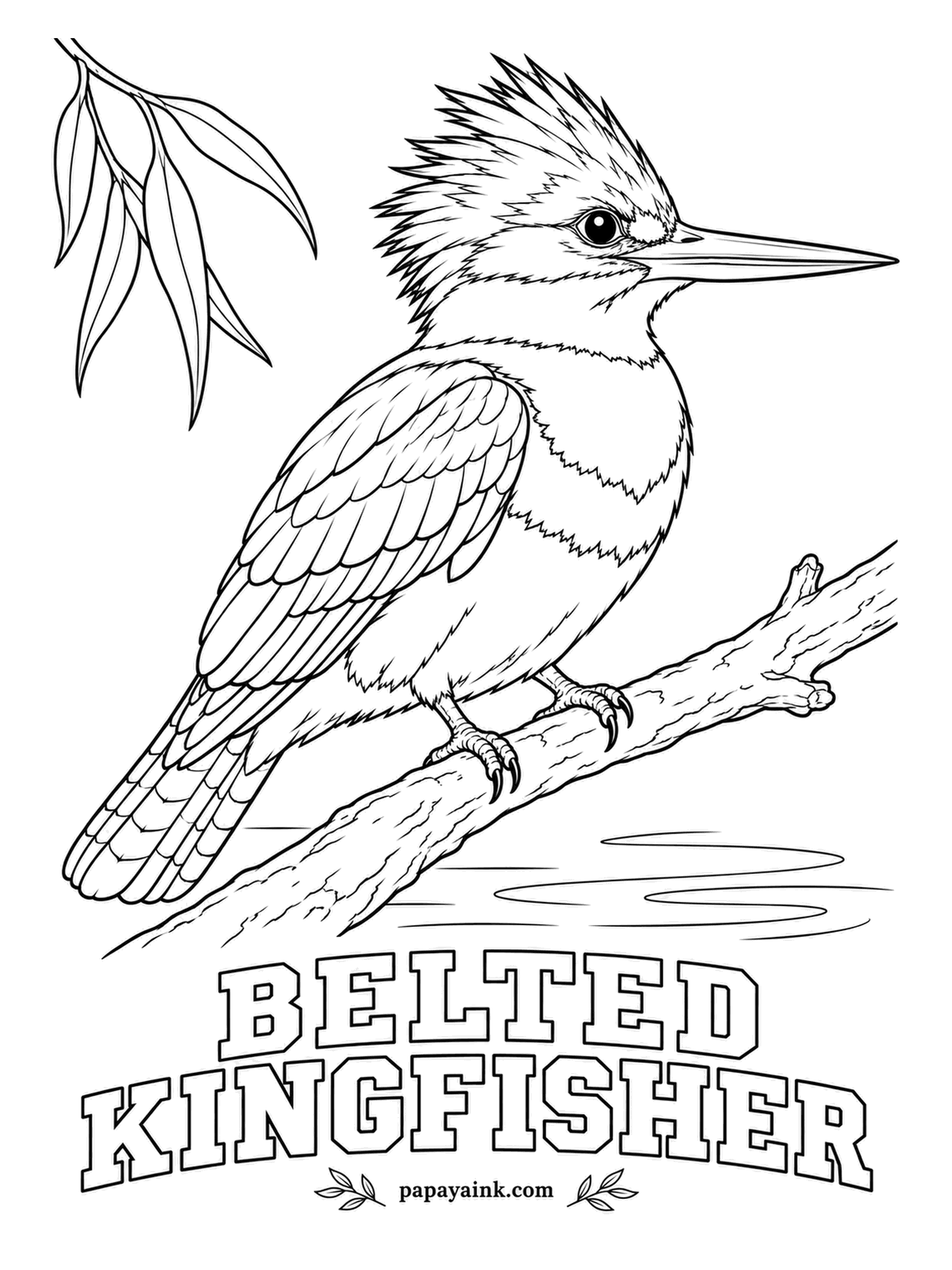 Printable Bird Coloring Pages - Rare among birds, the female is the more colorful one: she wears an extra rusty band under the blue. A Belted Kingfisher is slate blue above and white below, with a ragged crest and a white collar. Add the rust band to make her.