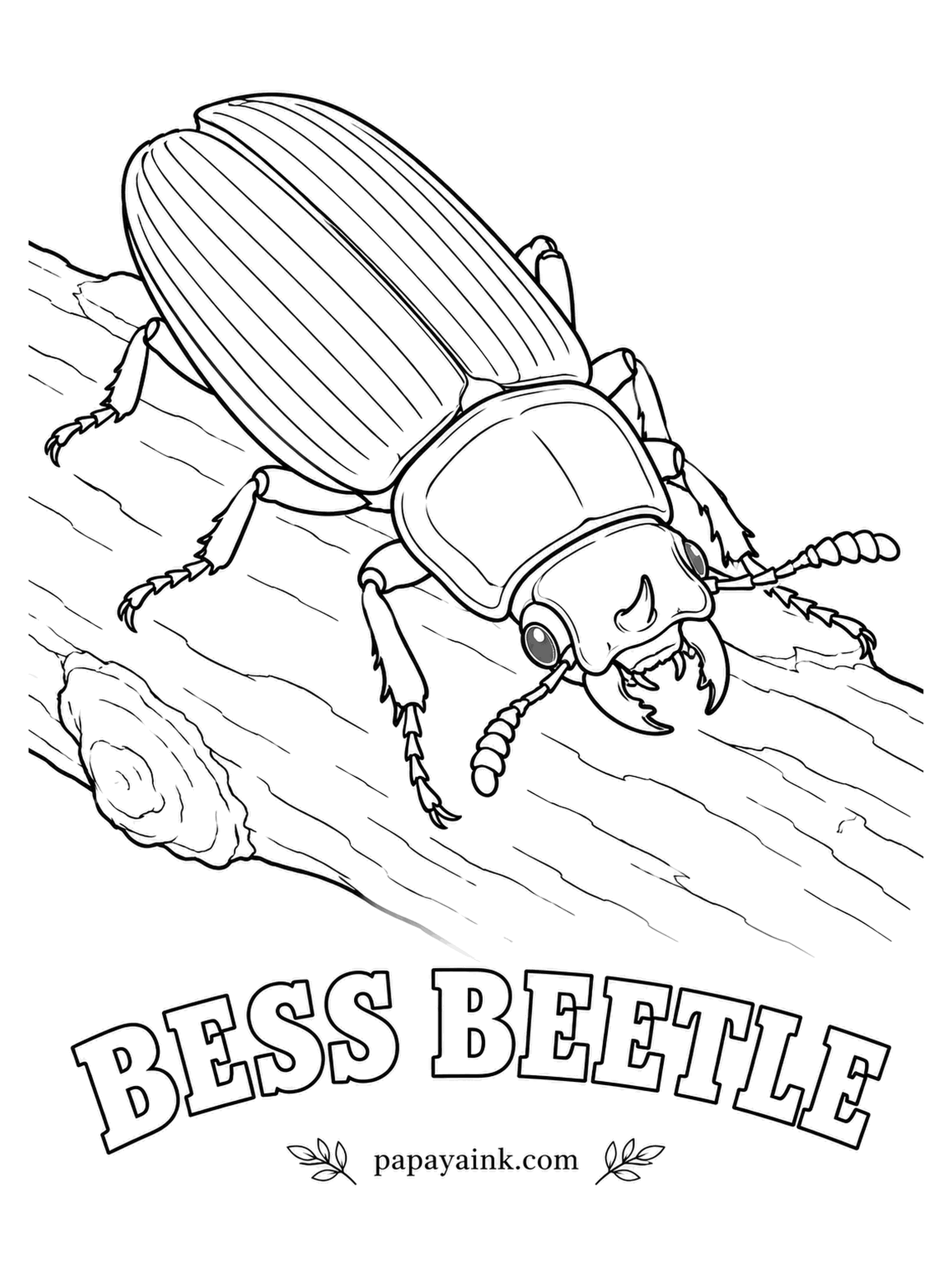 Beetle Coloring Pages - Bess beetles talk. By rubbing body parts together they produce more than a dozen distinct squeaks, used inside rotting logs where whole families live side by side. Patent-leather black, with a tiny horn on the head.
