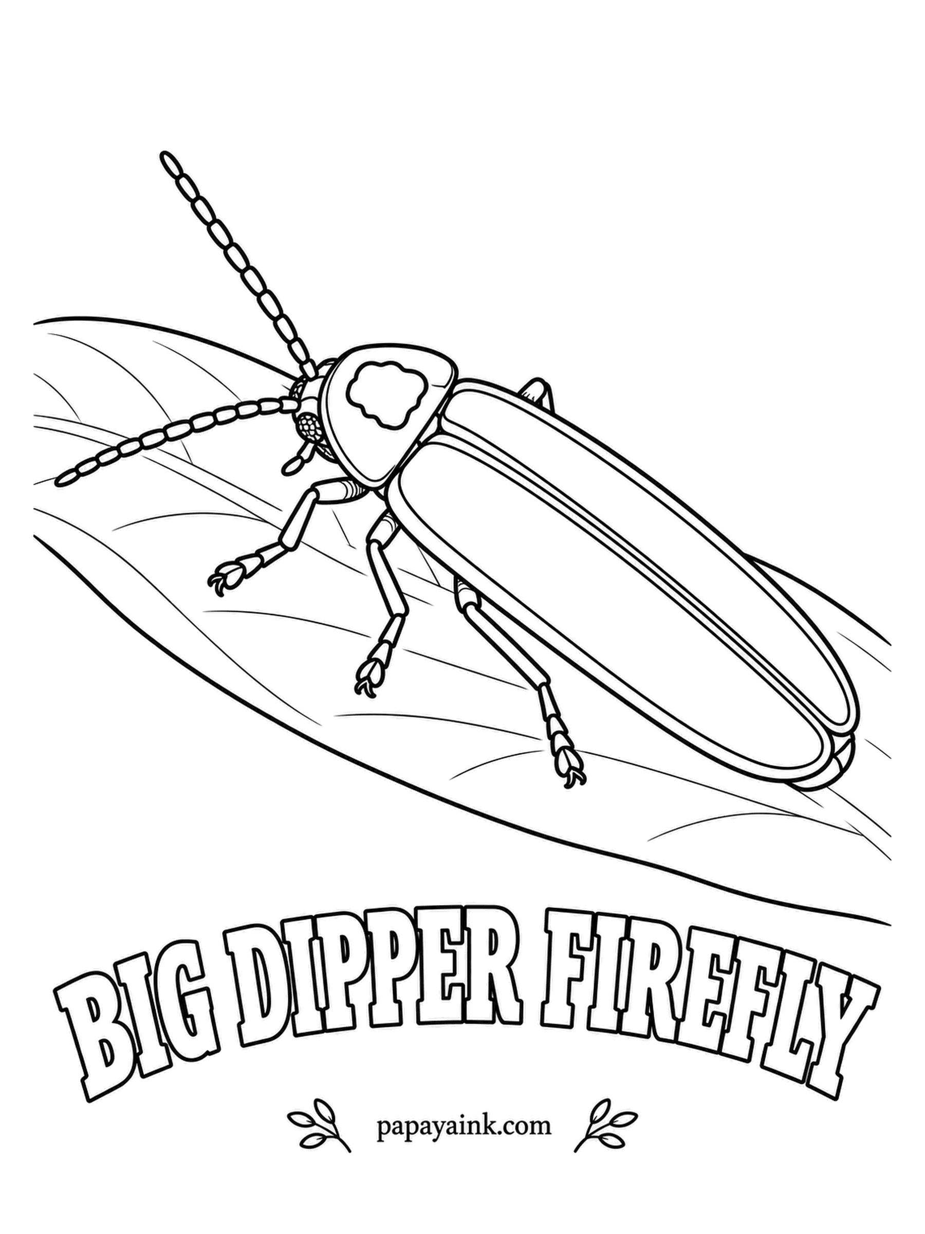 Beetle Coloring Pages - Watch a summer lawn at dusk and this is the firefly drawing glowing J's in the air: each male dips, then flashes as he swoops up again. Pink collar with a black spot, smoky wing covers with light rims.