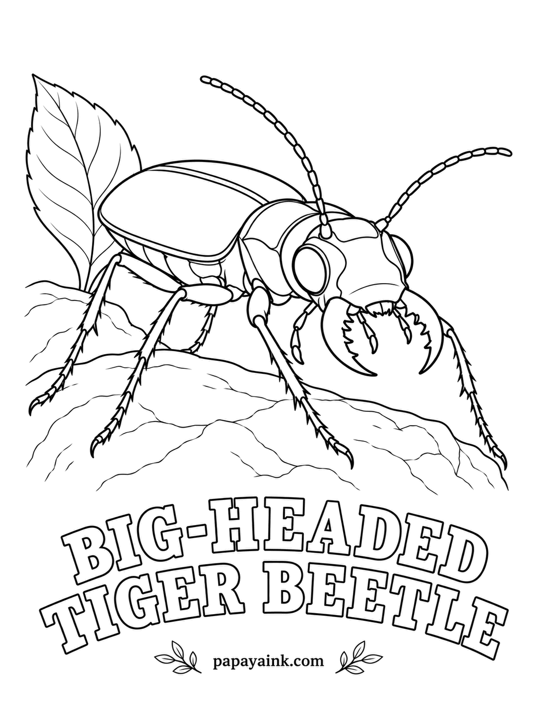 Beetle Coloring Pages - Most tiger beetles hunt in sunshine; this one waits for dark and often turns up under streetlights in the South. Those oversized jaws make quick work of other insects. Metallic green body with pale amber tips at the rear.