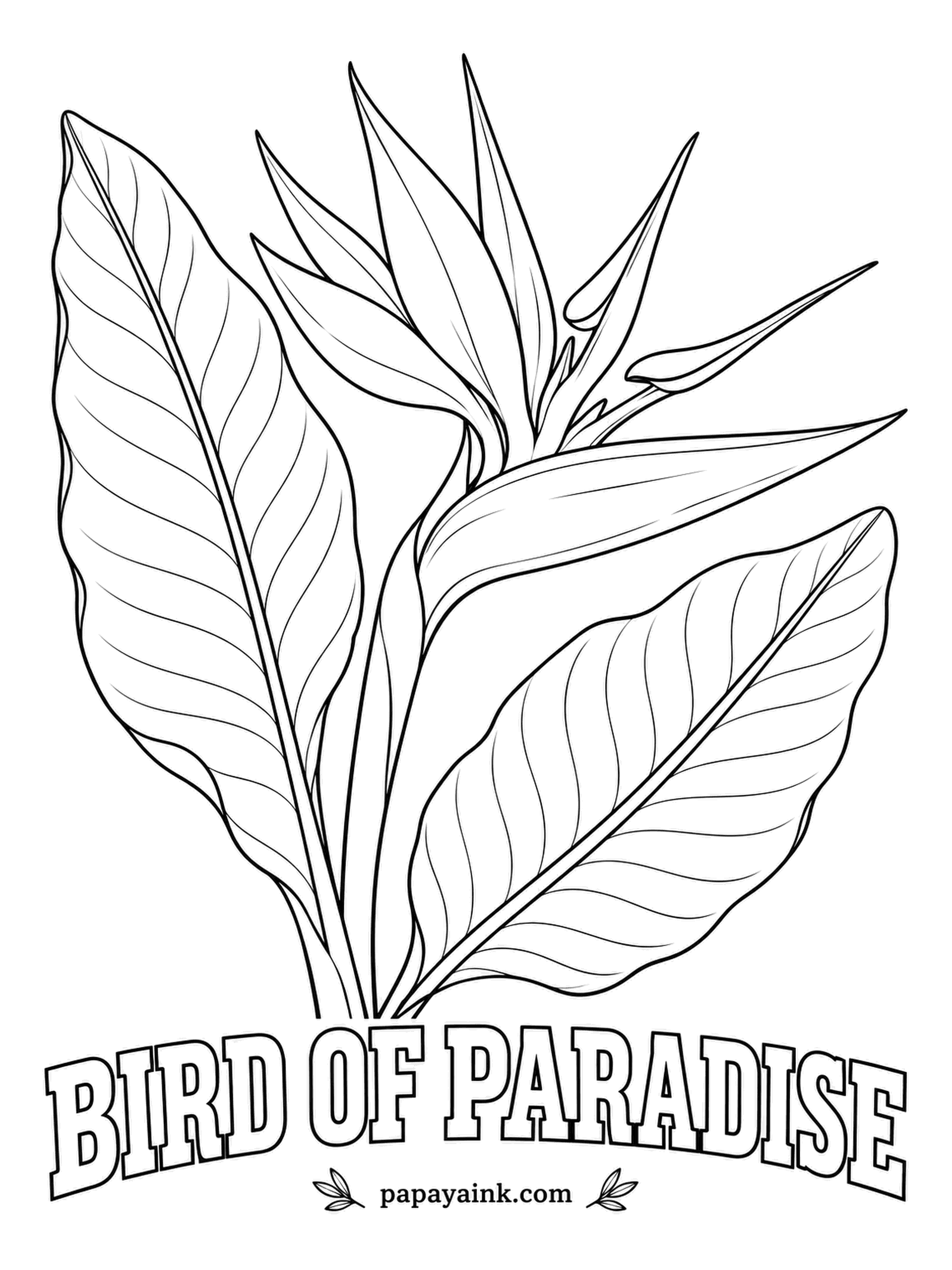 Free Flower Coloring Pages - From the side it really does look like a crested bird: orange sepals for the crest, a blue arrow-shaped tongue and a beak-like sheath below. Sunbirds stand on that sheath to drink, and the pollen dusts their feet.