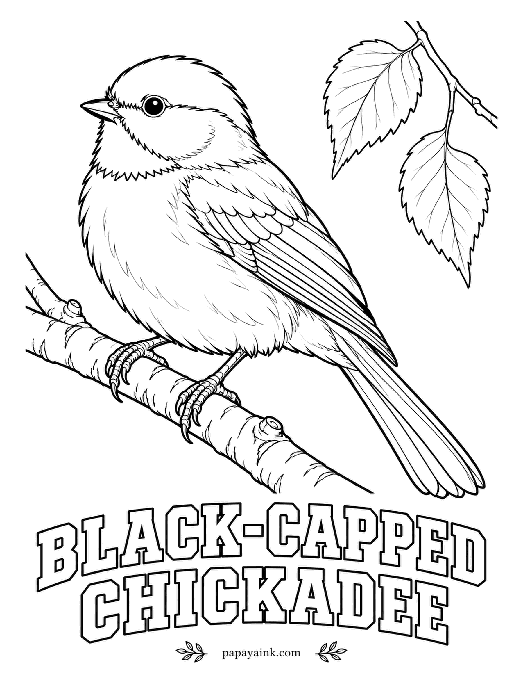 Printable Bird Coloring Pages - Every extra "dee" in its call means a bigger threat nearby. The Black-capped Chickadee hides seeds in thousands of spots and remembers them. Black cap and bib, white cheeks, soft gray back, warm buff along the sides.
