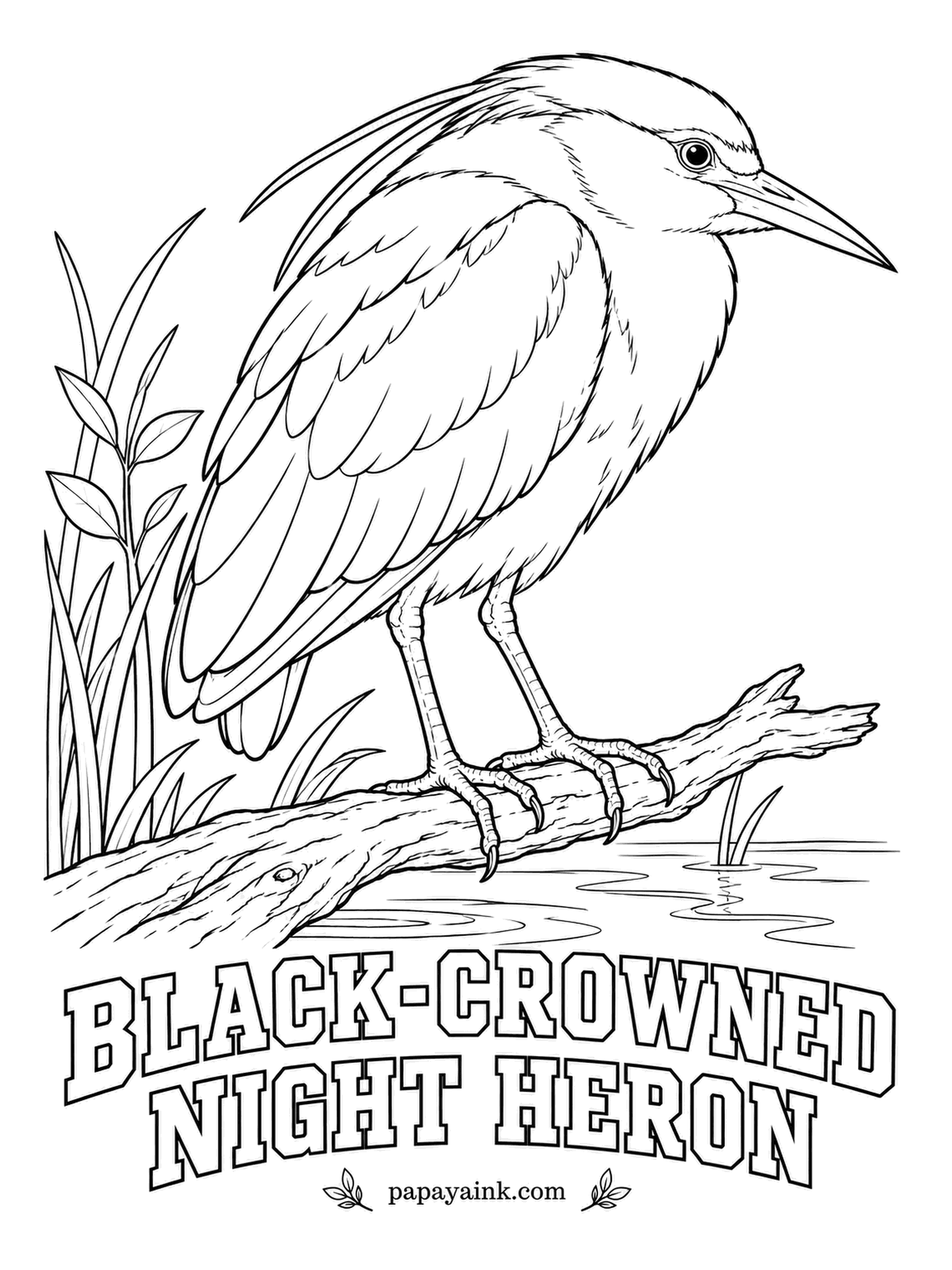 Realistic Bird Coloring Pages - While other herons sleep, the black-crowned night heron goes to work, hunched on a branch over still water and waiting for a fish to come close. Black crown and back, soft gray wings, white front, ruby eyes and two white head plumes.