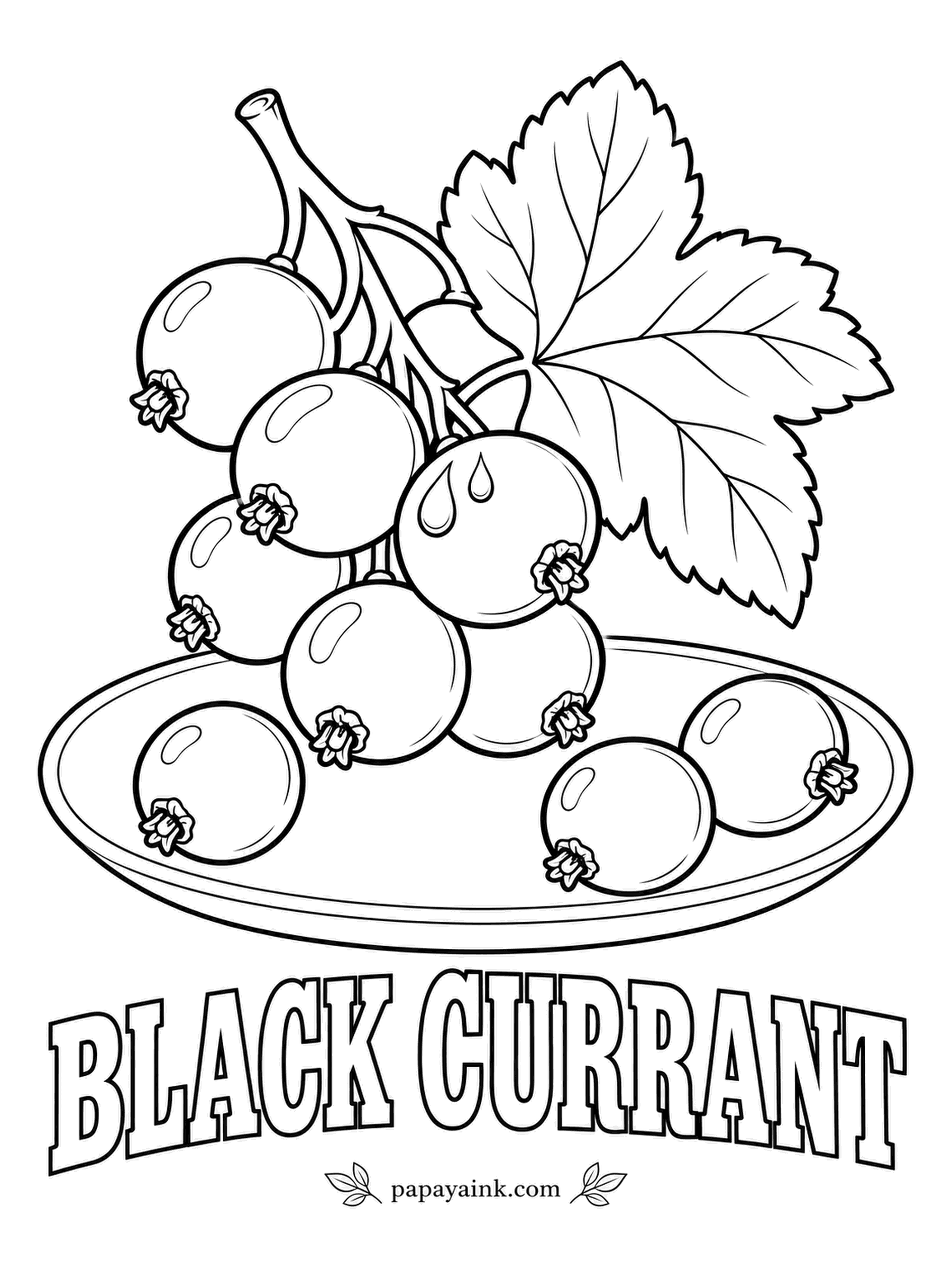 Printable Fruit Coloring Pages - For decades black currants were banned from growing in much of the United States, because the bushes spread a disease to pine trees. Purple-black berries with a dull bloom, each tipped with a dry brown tuft.