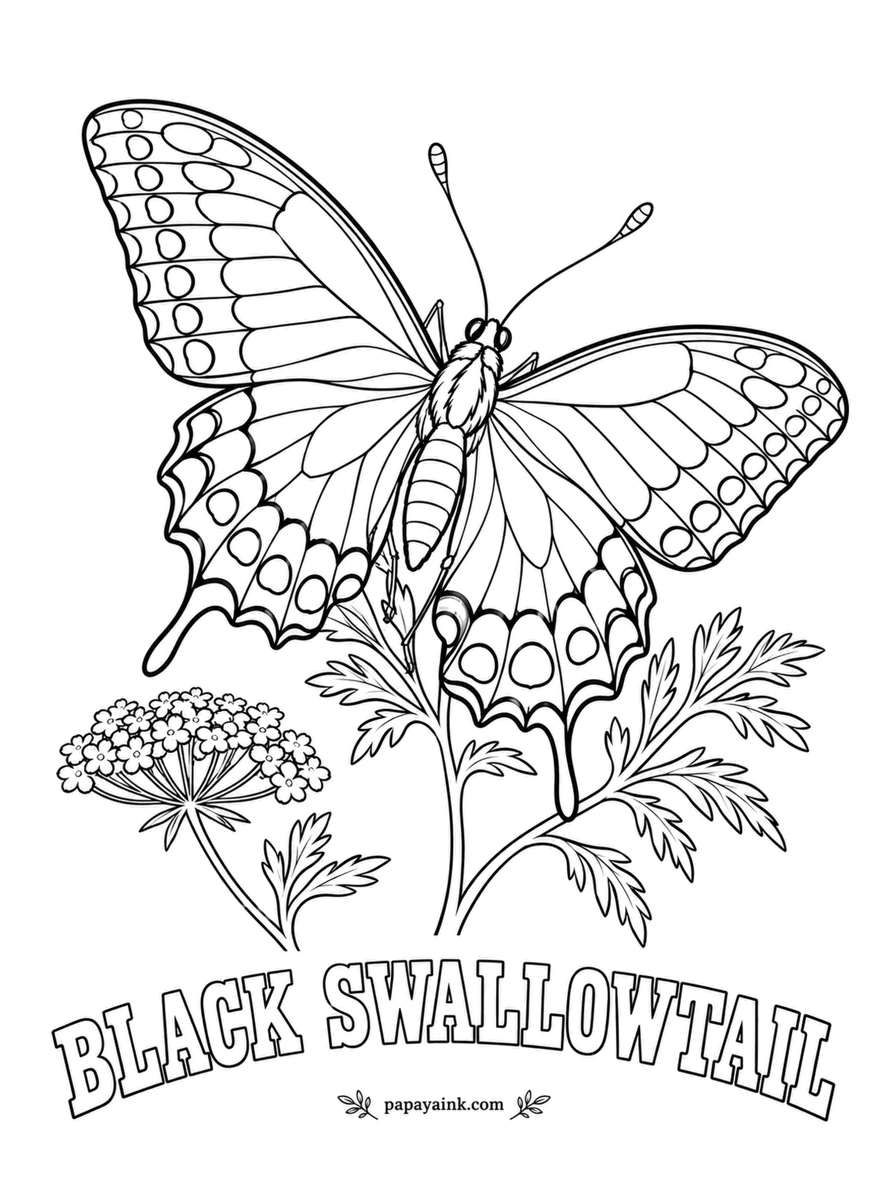 Butterfly and Moth Coloring Pages - A swallowtail hovering over Queen Anne's lace, where the female lays her eggs; the caterpillars also feast on parsley and dill in kitchen gardens. Black wings, a band of yellow spots and a wash of blue on the hindwings.