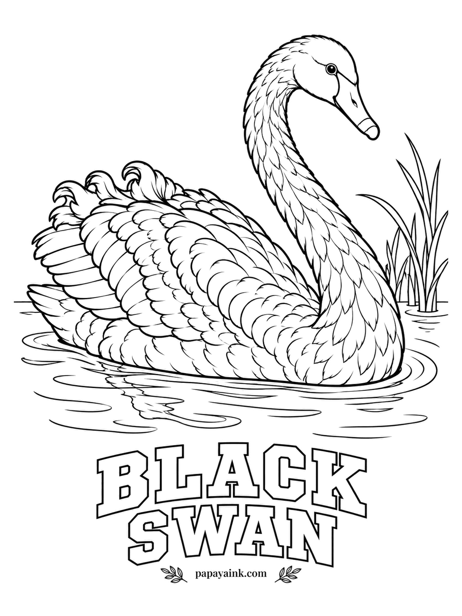 Realistic Bird Coloring Pages - Gliding past the reeds, the black swan of Australia wears its ruffled wing feathers curled up like ribbon. Layer charcoal over mid gray instead of flat black so the feather edges still show. Red bill, pale band near the tip.