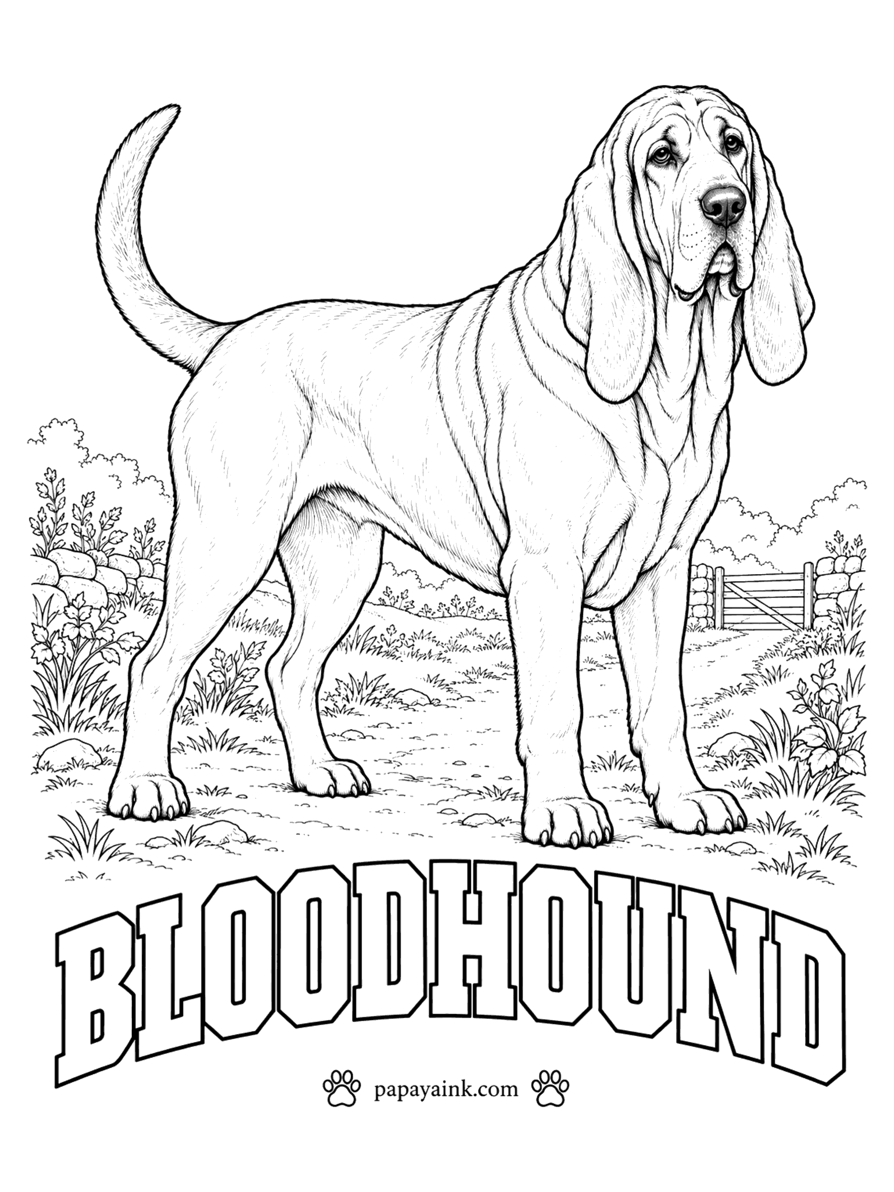 Free Printable Dog Coloring Pages - No nose in the dog world beats a bloodhound's, and its trailing has been accepted as evidence in court. Color it black and tan, liver and tan, or solid red. Loose skin hangs in folds around the head and neck - darken under each fold.