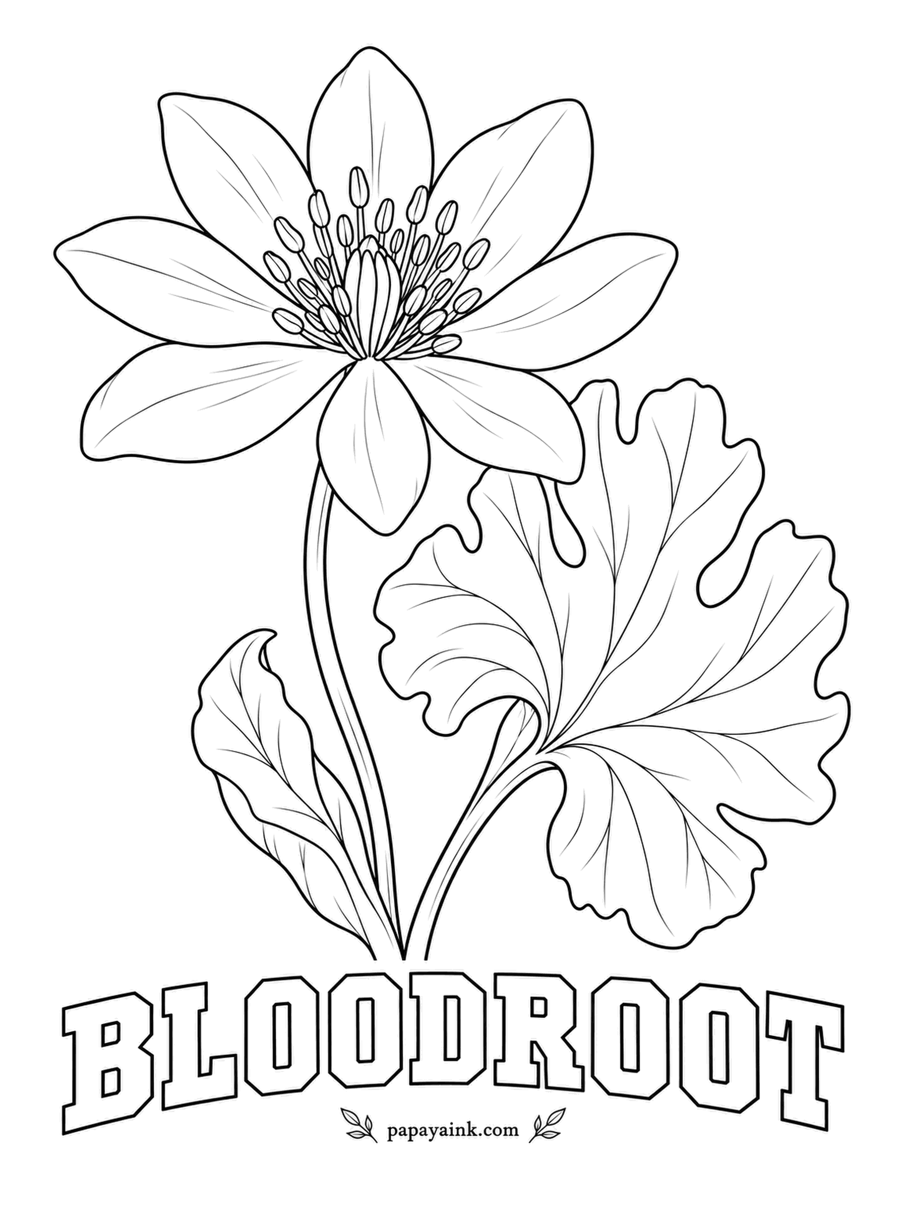 Printable Flower Coloring Pages - One white flower, one lobed leaf wrapped around its stem like a scarf. Bloodroot opens in sunshine, closes at dusk, and is gone within days; the name comes from the orange-red sap in the root. Keep the petals white and go bold on the stamens.