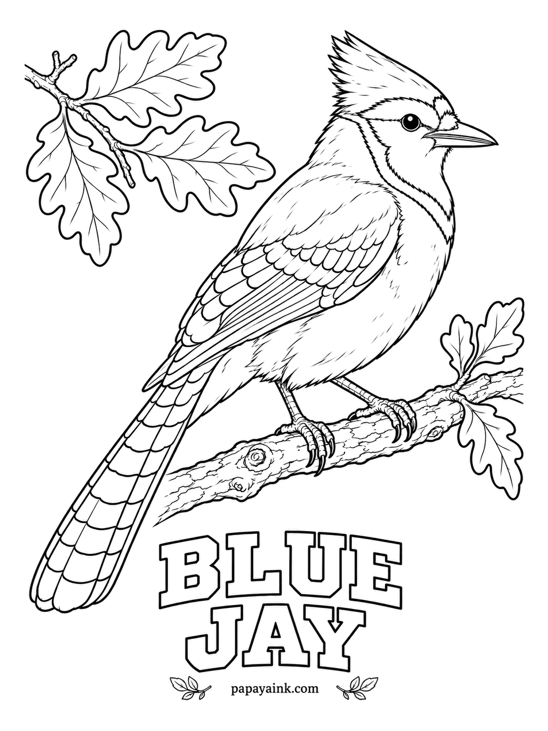 Printable Bird Coloring Pages - Strangely, the blue of a Blue Jay is not a pigment: the feather structure scatters light, and a crushed feather looks gray. Blue above, white below, a black necklace, black bars on wings and tail. The oak leaves suit a bird that buries acorns.